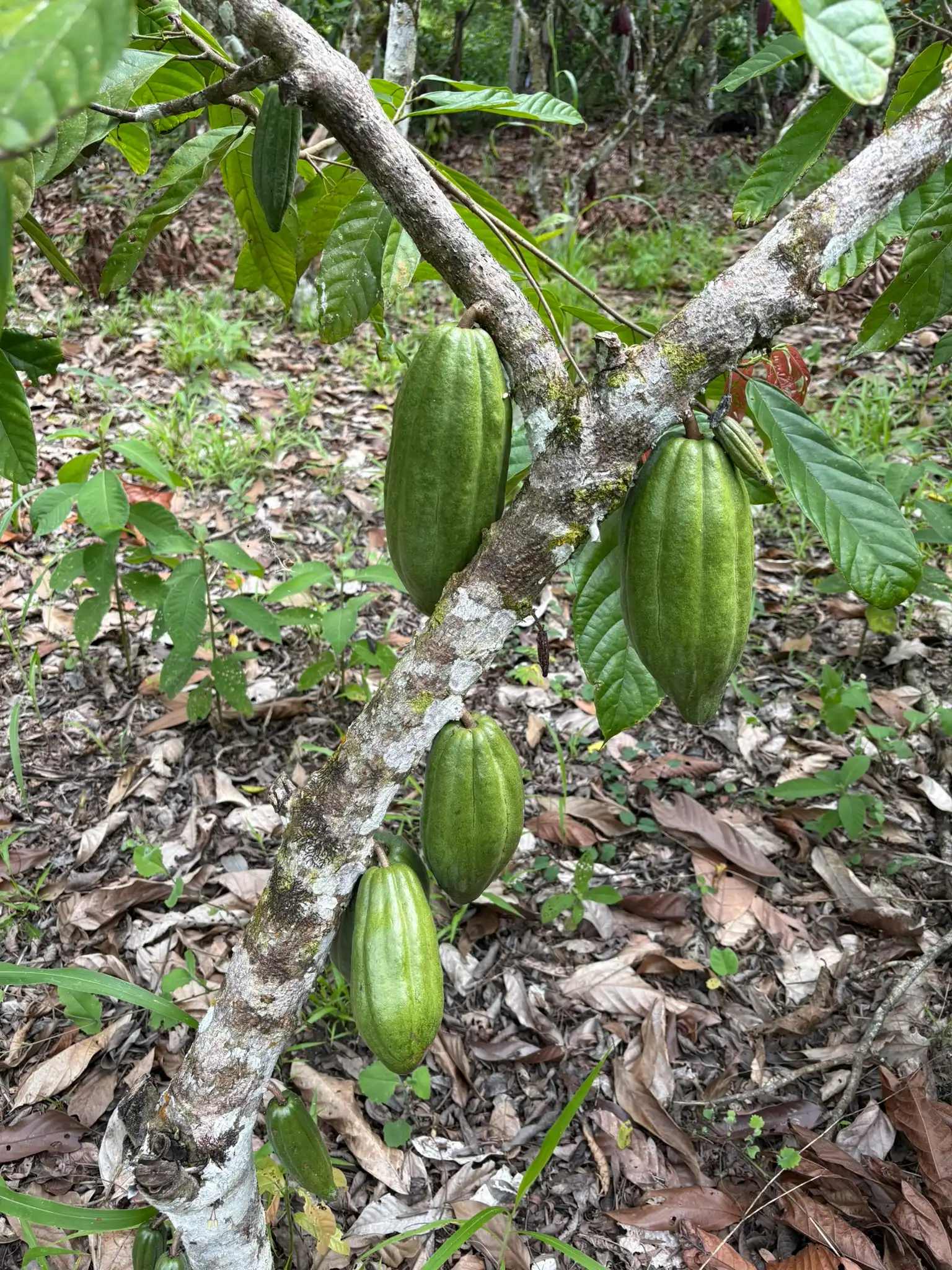 Fine-flavor criollo hybrid cacao growing at Fundo Maranatha
