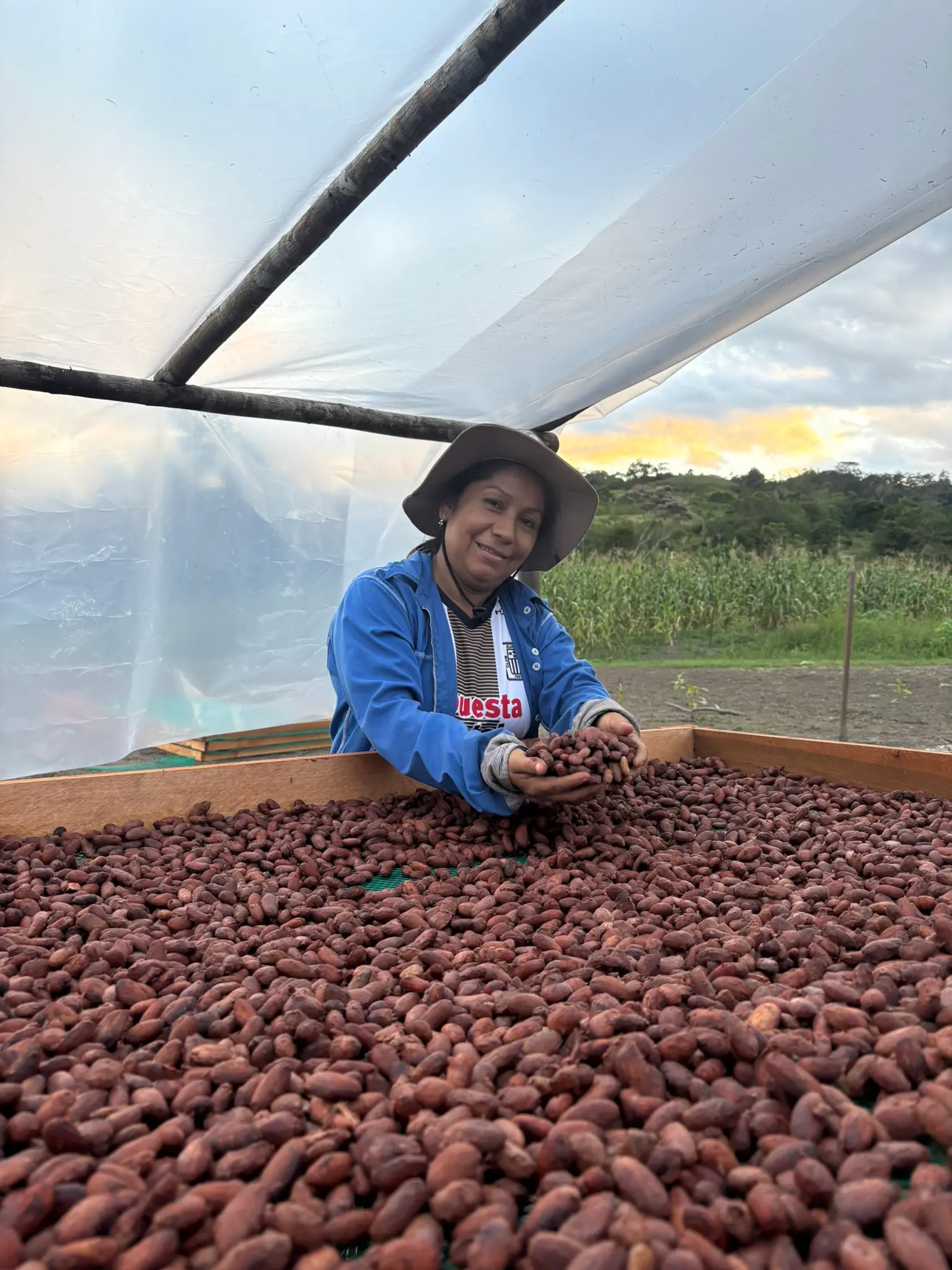 Cacao secándose al sol en camas elevadas – Fundo Maranatha