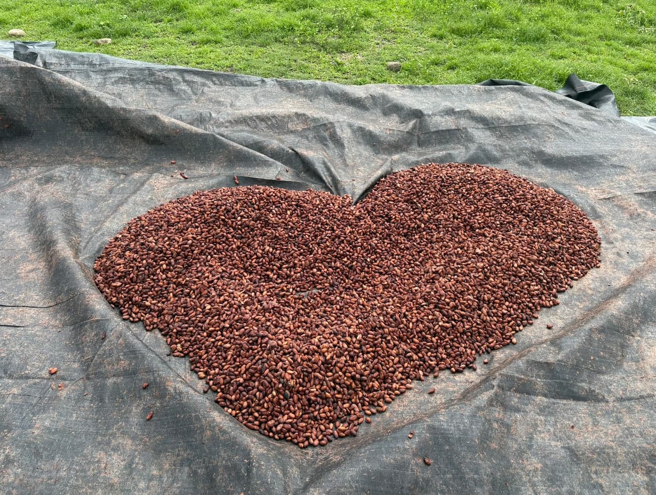 Granos de cacao de Fundo Maranatha secándose al sol — base de todos nuestros productos de cacao de San Martín