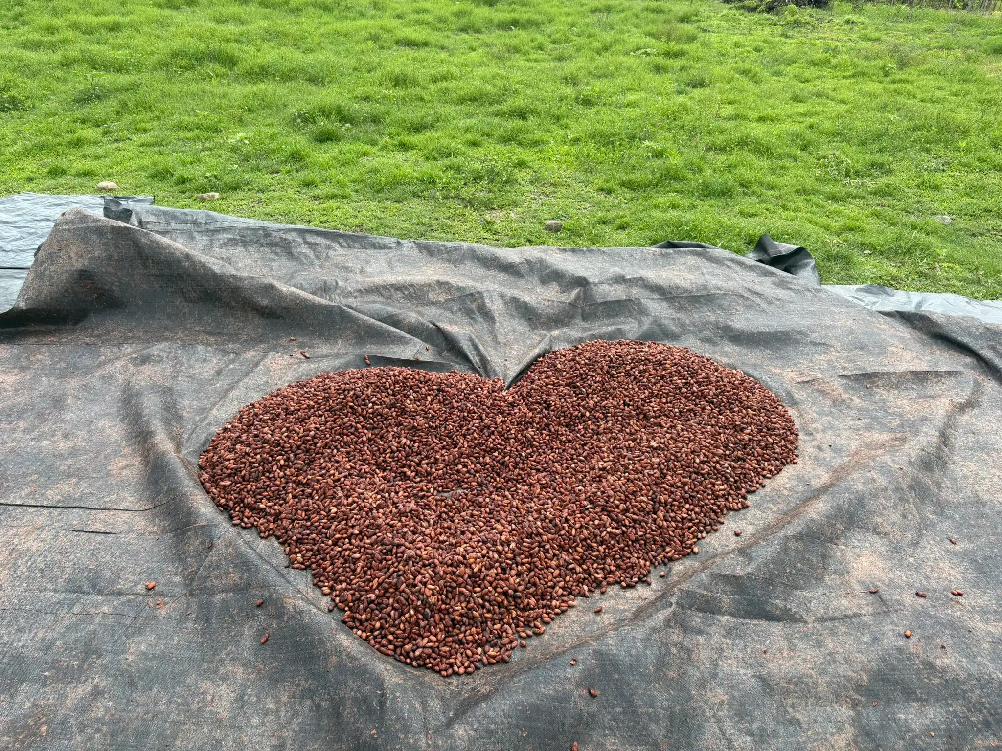 Granos de cacao secándose al sol en el Fundo Maranatha — cada grano cuidado con atención artesanal