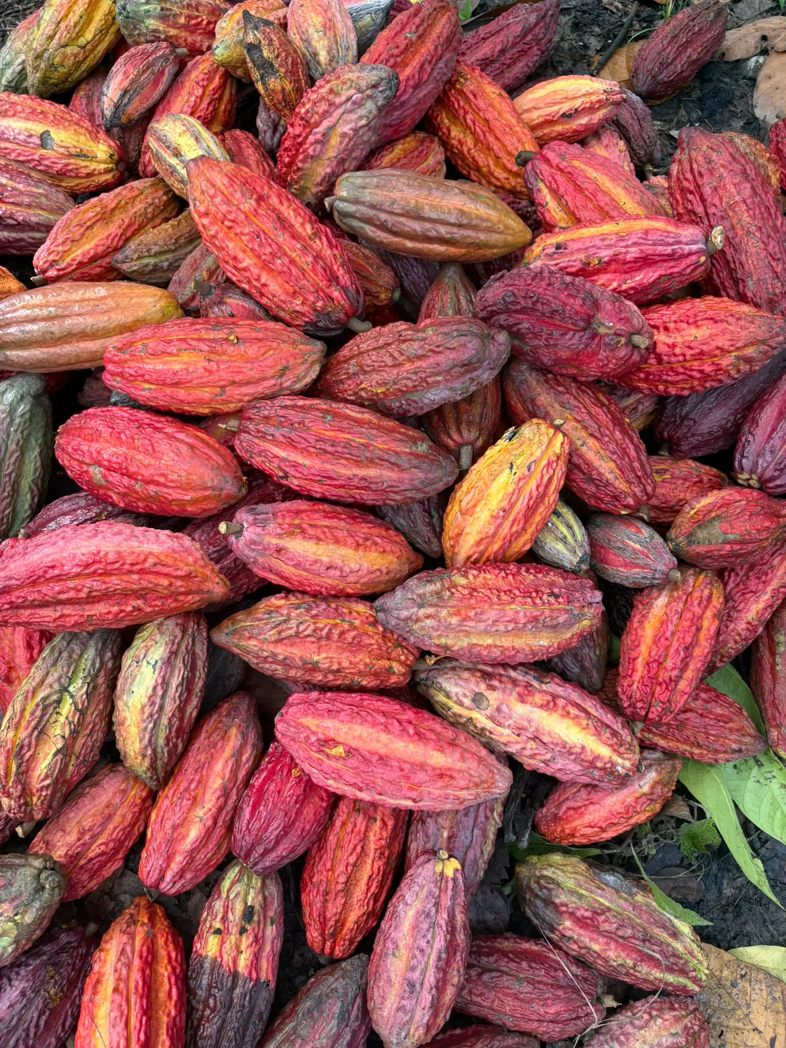 Harvested cacao pods ready for processing