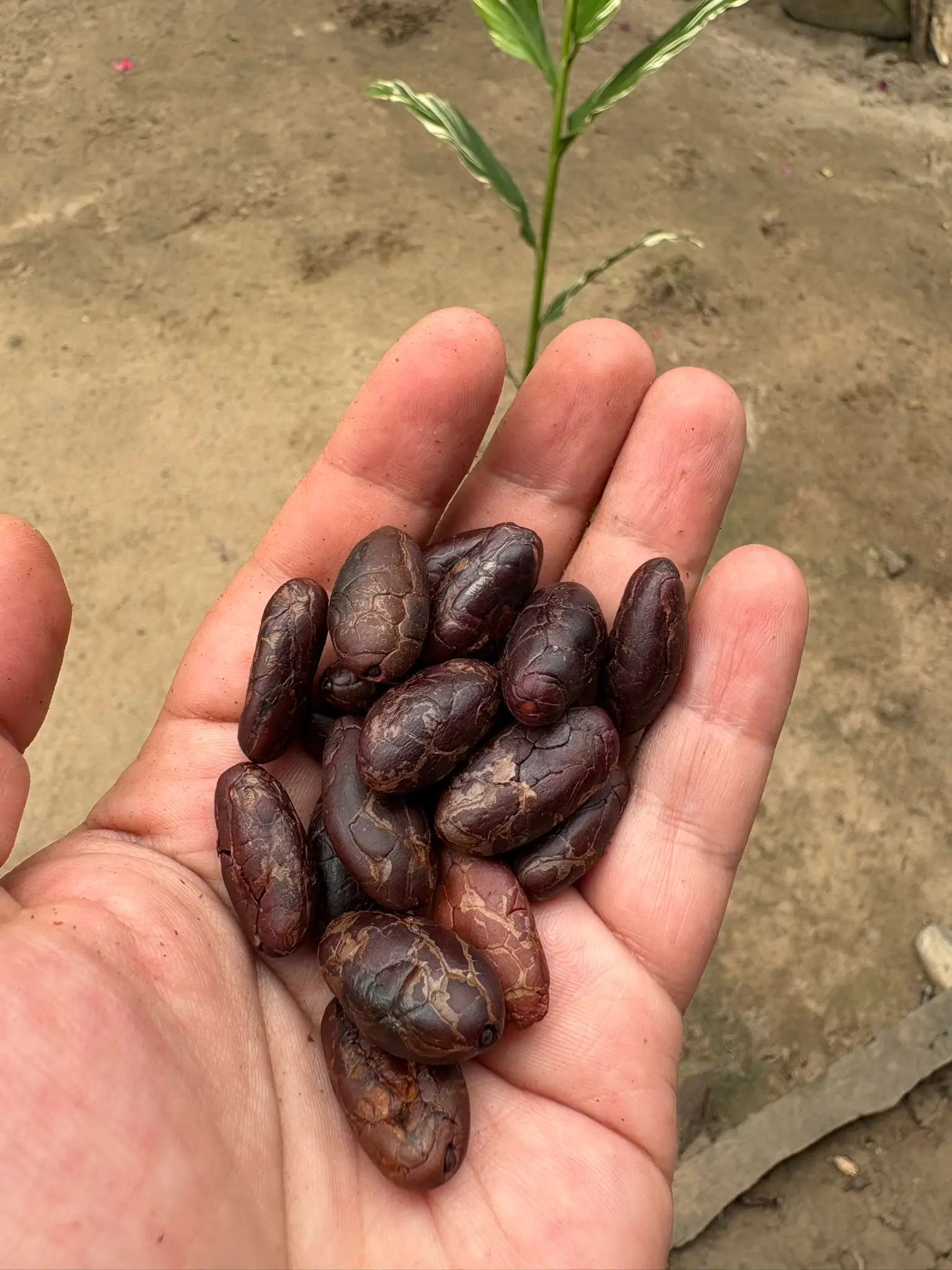 Whole roasted peeled cacao bean held in hand – Fundo Maranatha