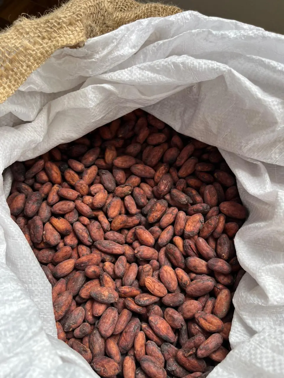 Cacao en grano seco en saco de yute – Fundo Maranatha