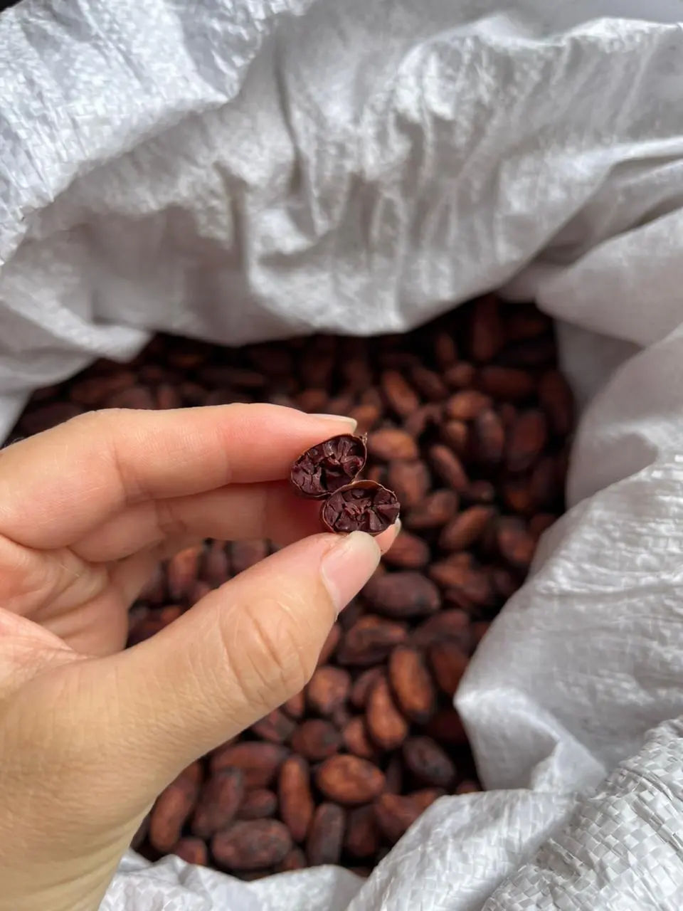 Grano seco partido en dos: color marrón de buena fermentación