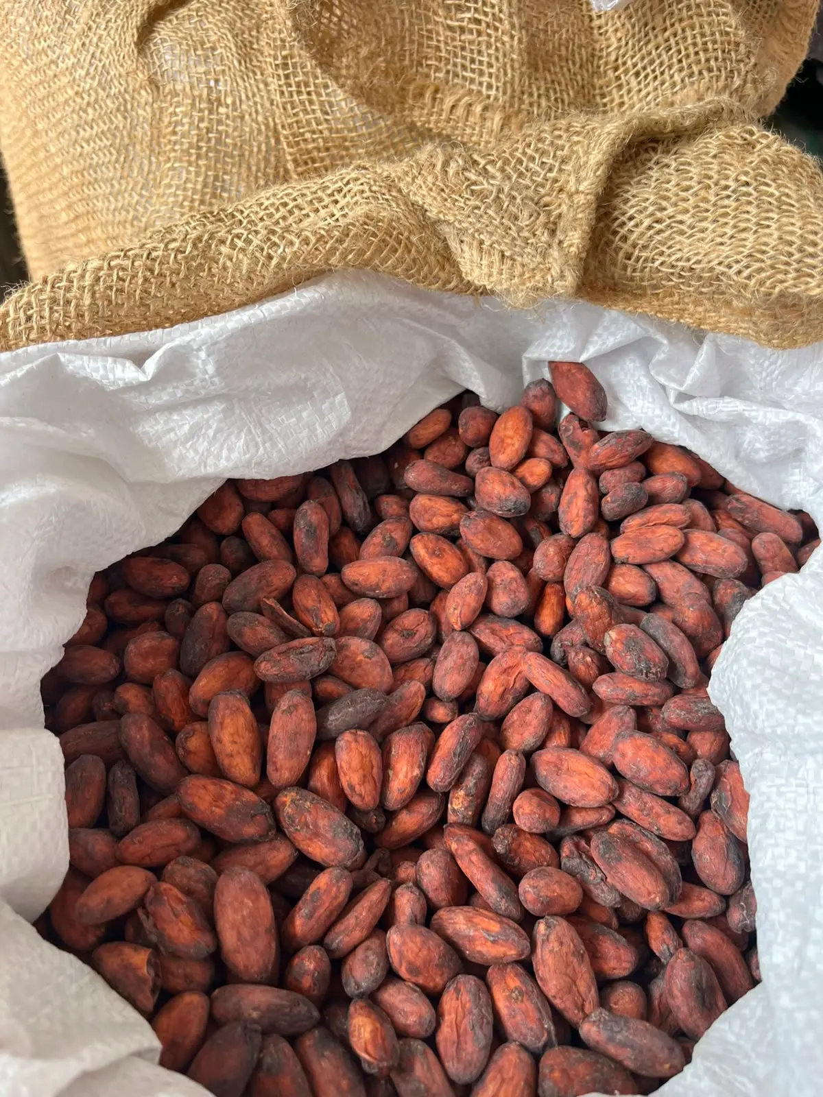 Cacao en grano seco en saco de yute – Fundo Maranatha