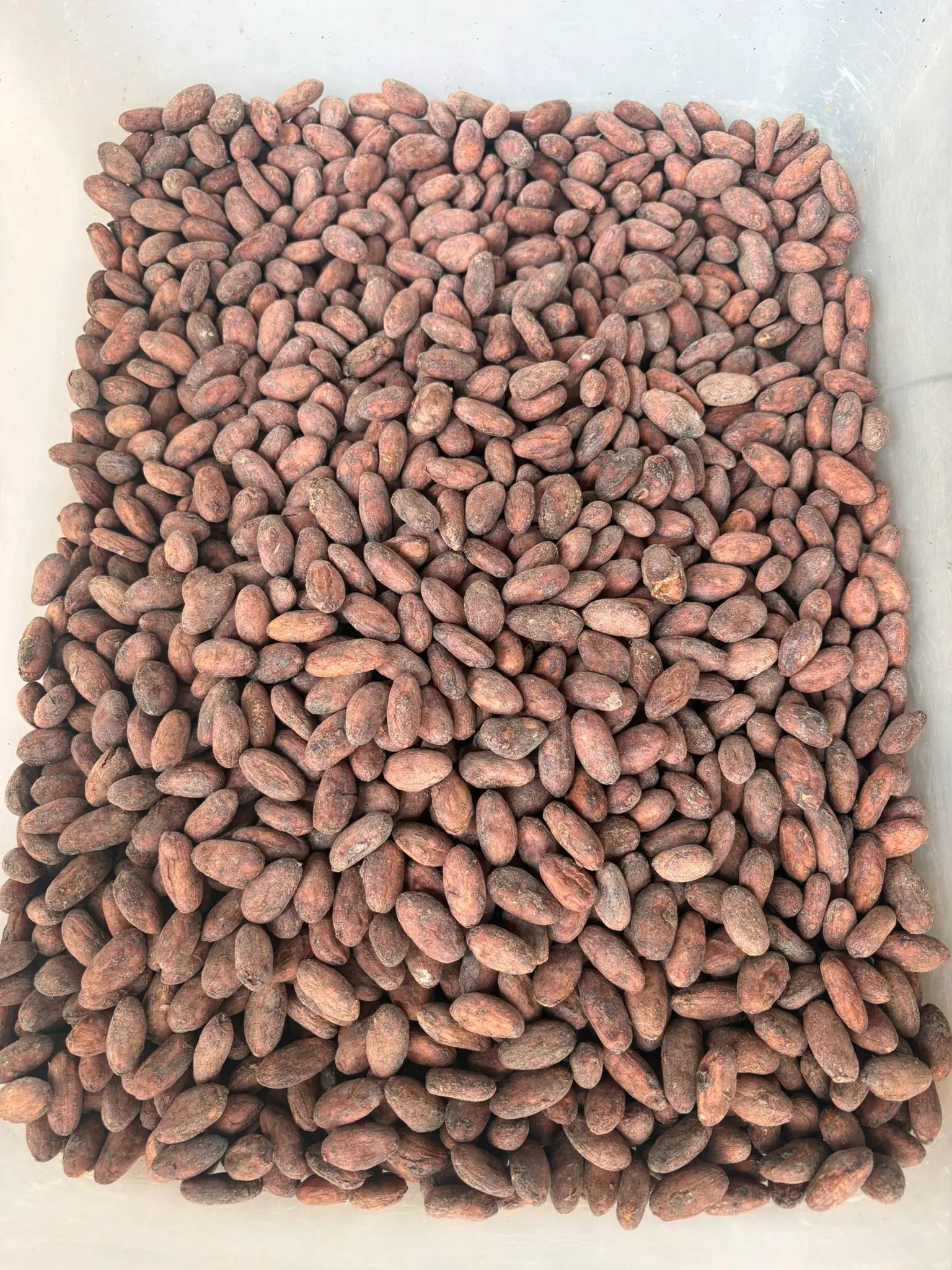 Cacao seleccionado a mano