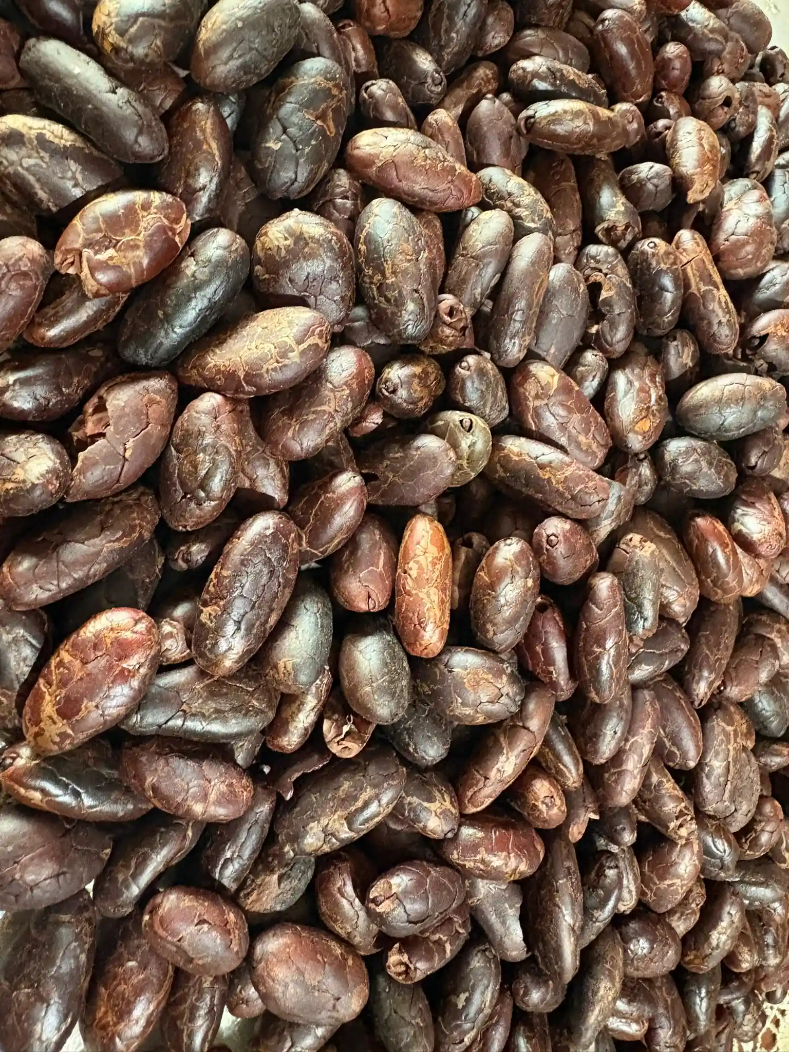 Cacao tostado pelado a granel – Fundo Maranatha