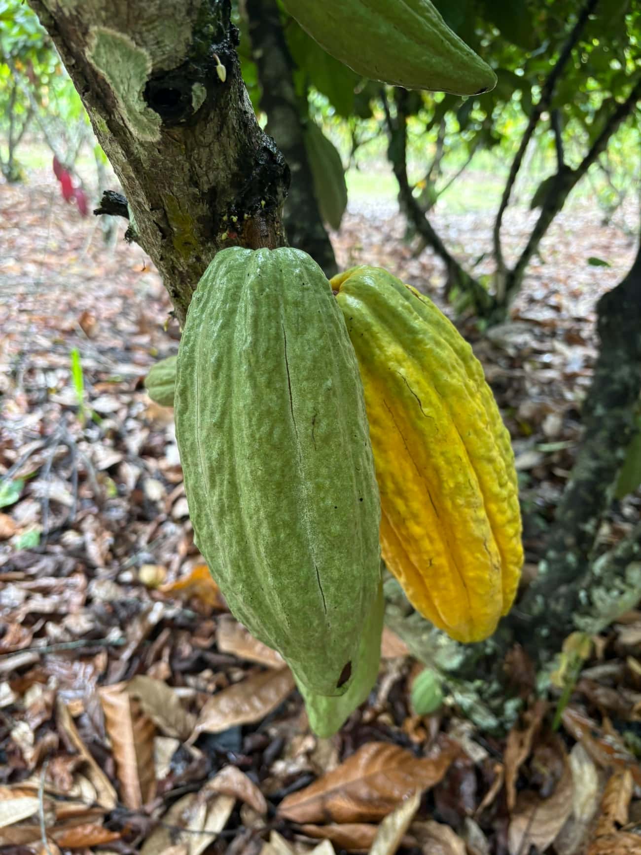 Fine-aroma hybrid Trinitario cacao in San Martín