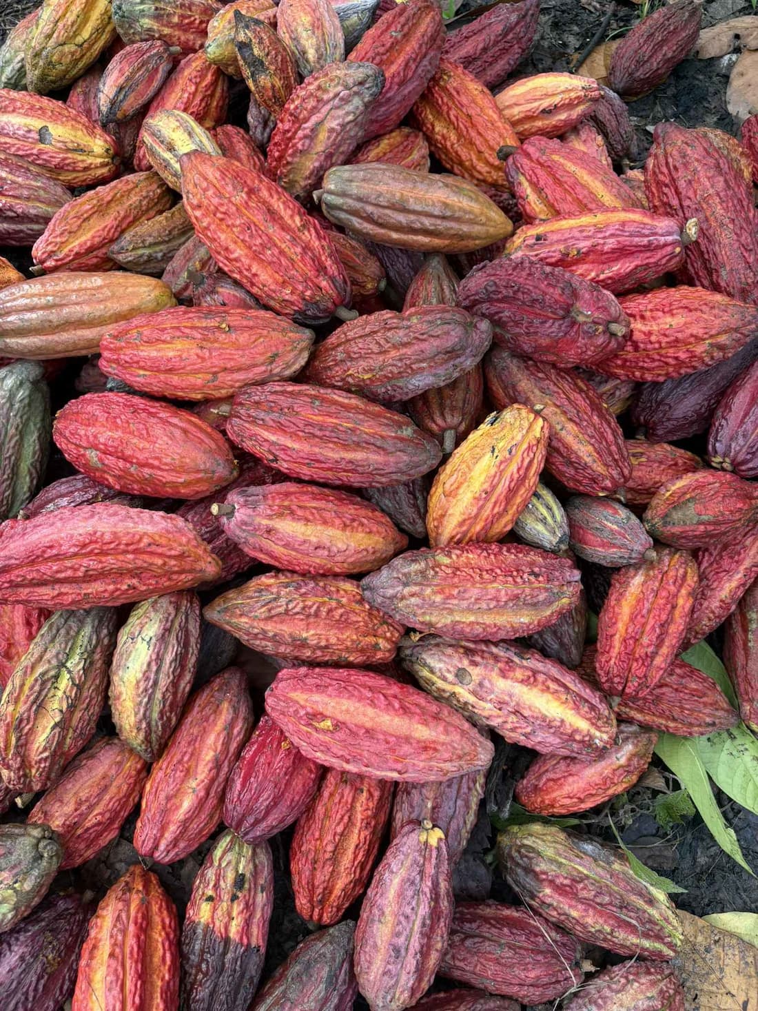 Cosecha de mazorcas de cacao