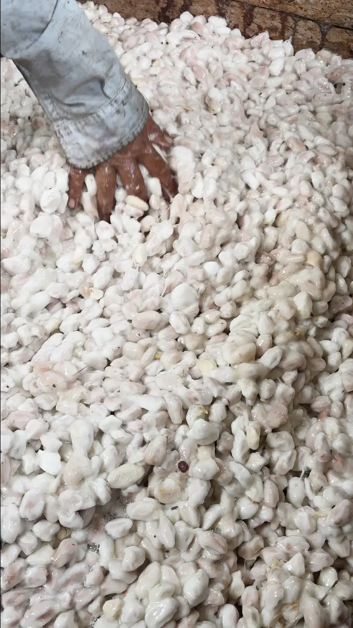 Freshly harvested cacao in fermentation box at Fundo Maranatha