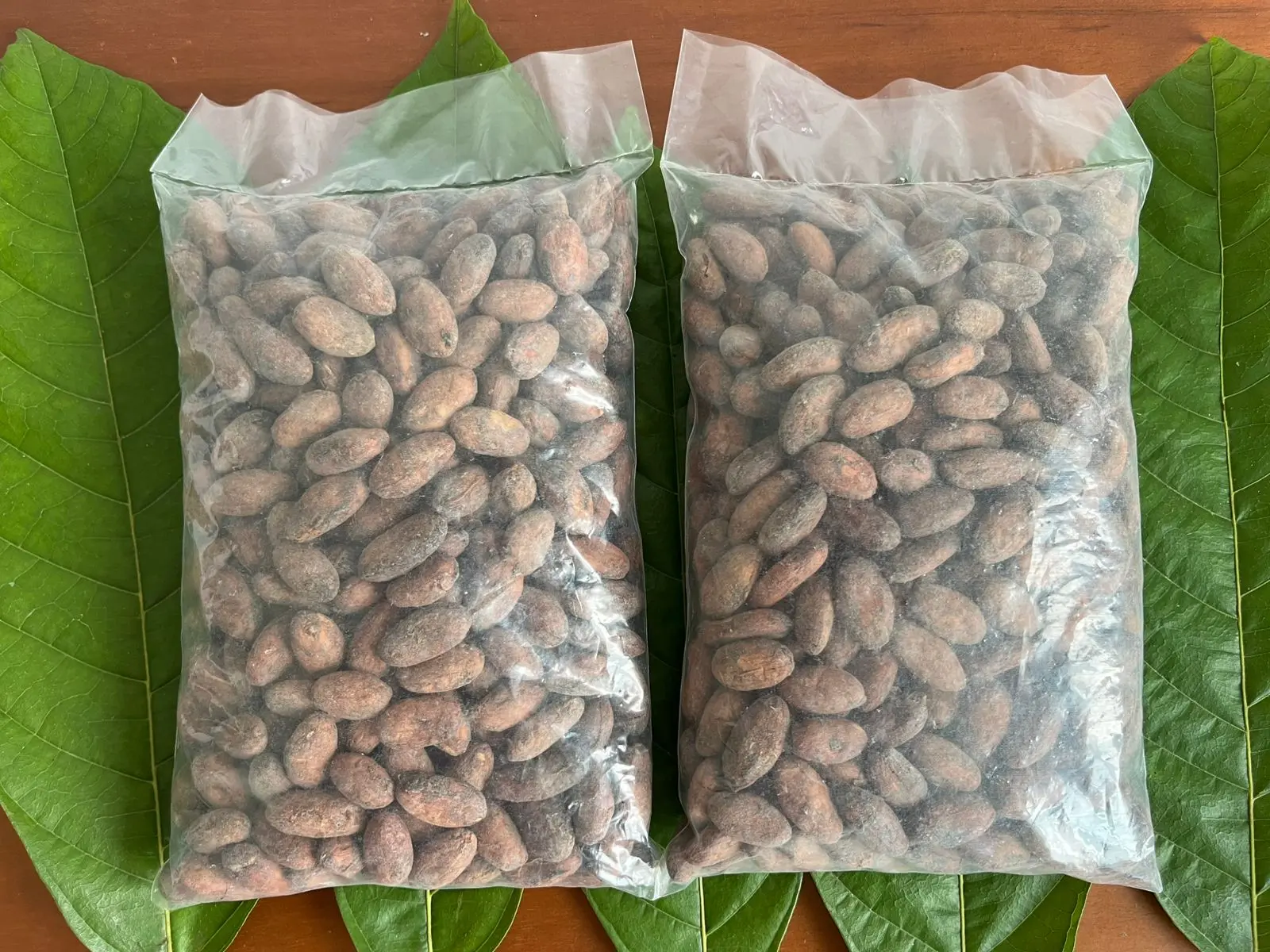 Dry cacao beans in 1 kg presentation bag – alternative photo Fundo Maranatha