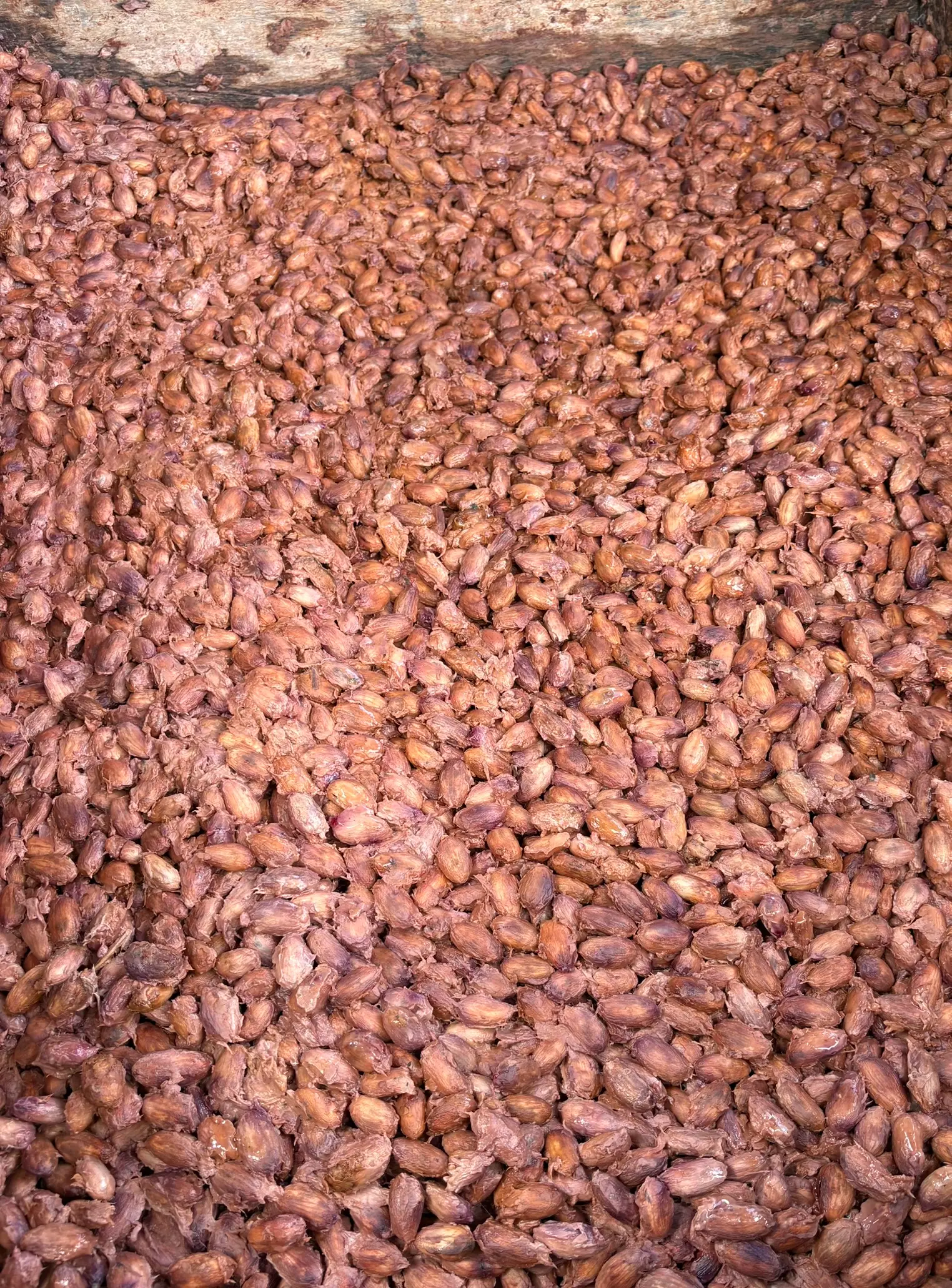 Cacao in final fermentation stage in wooden box