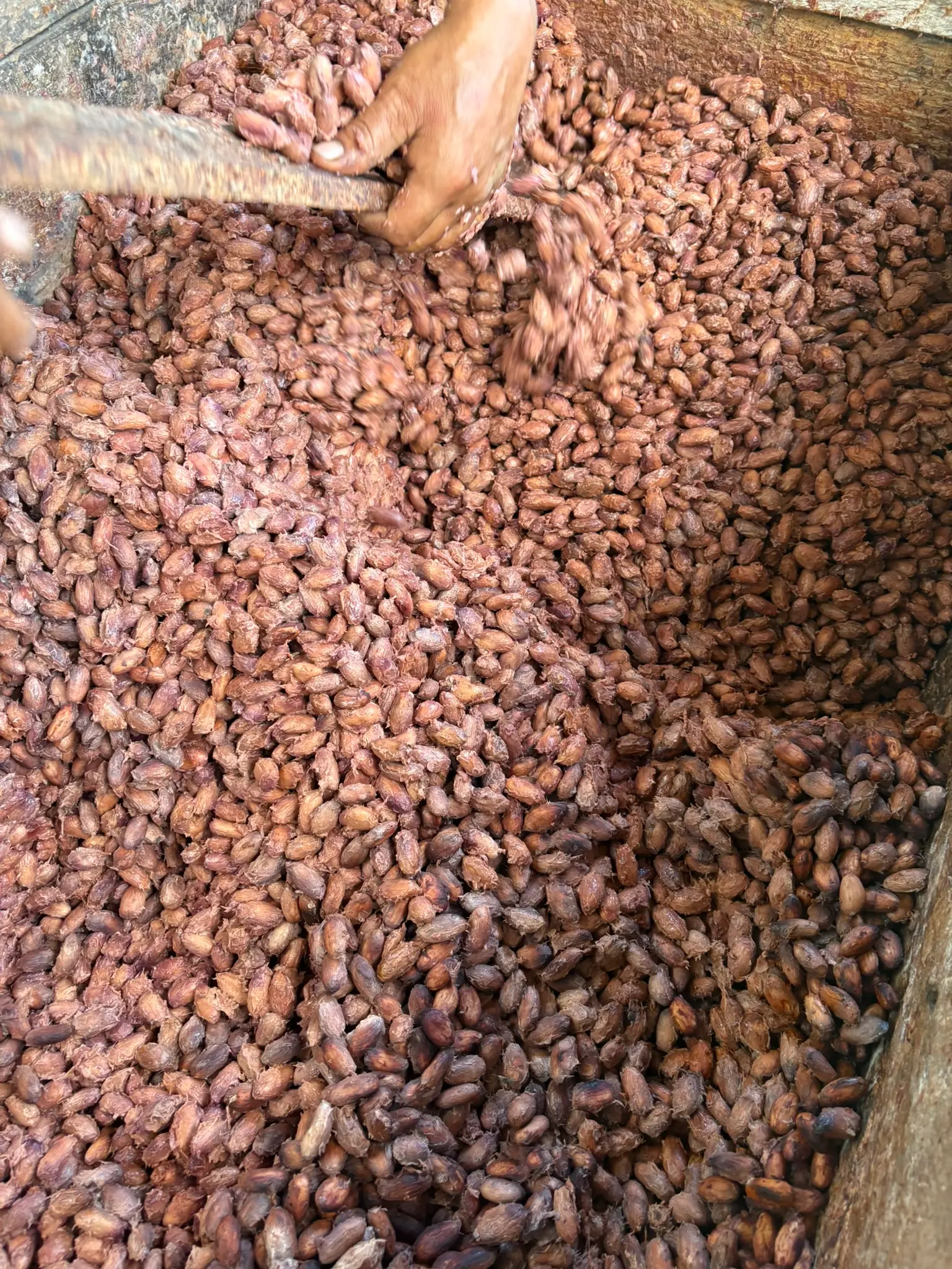 Cacao finishing fermentation in wooden box