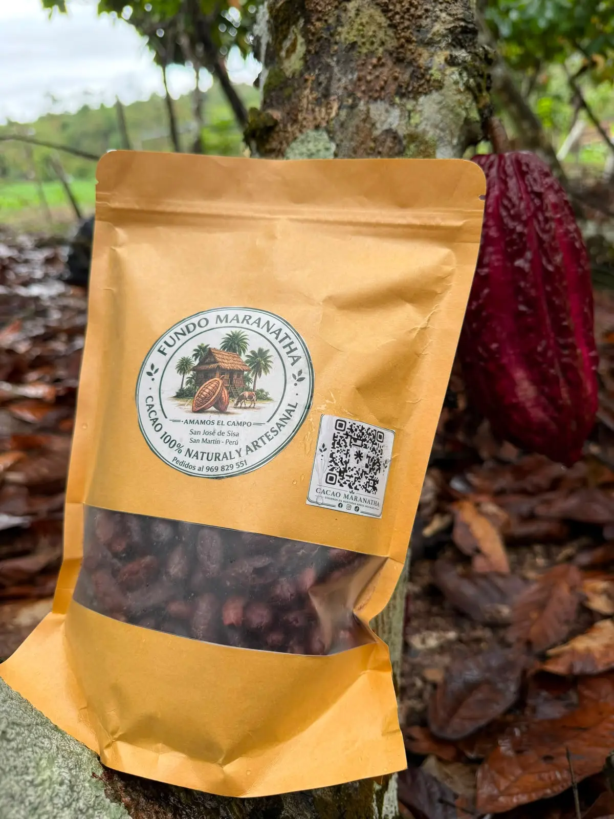 Cacao tostado entero junto a las plantas de cacao