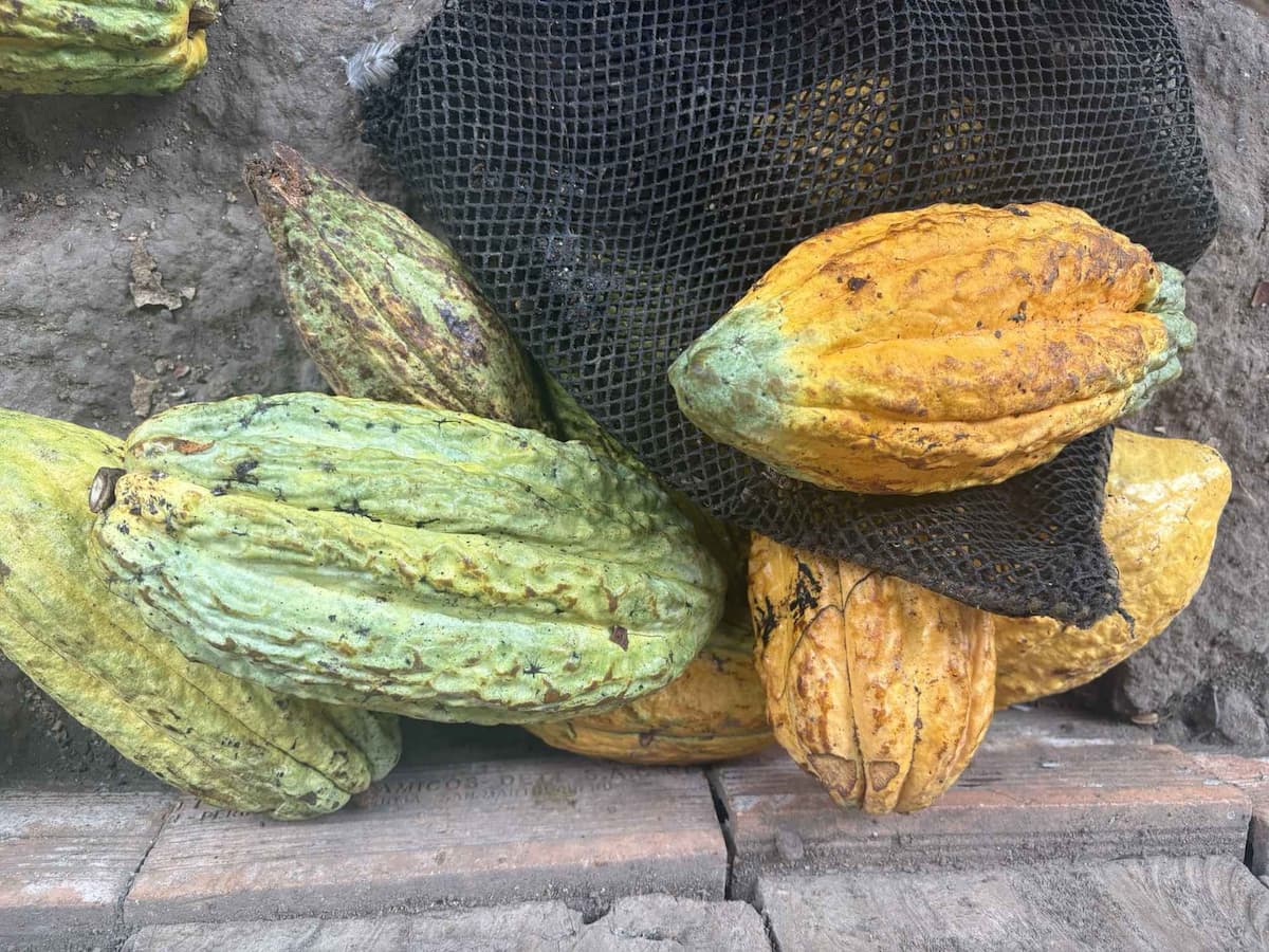 Cacao trinitario recién cosechado
