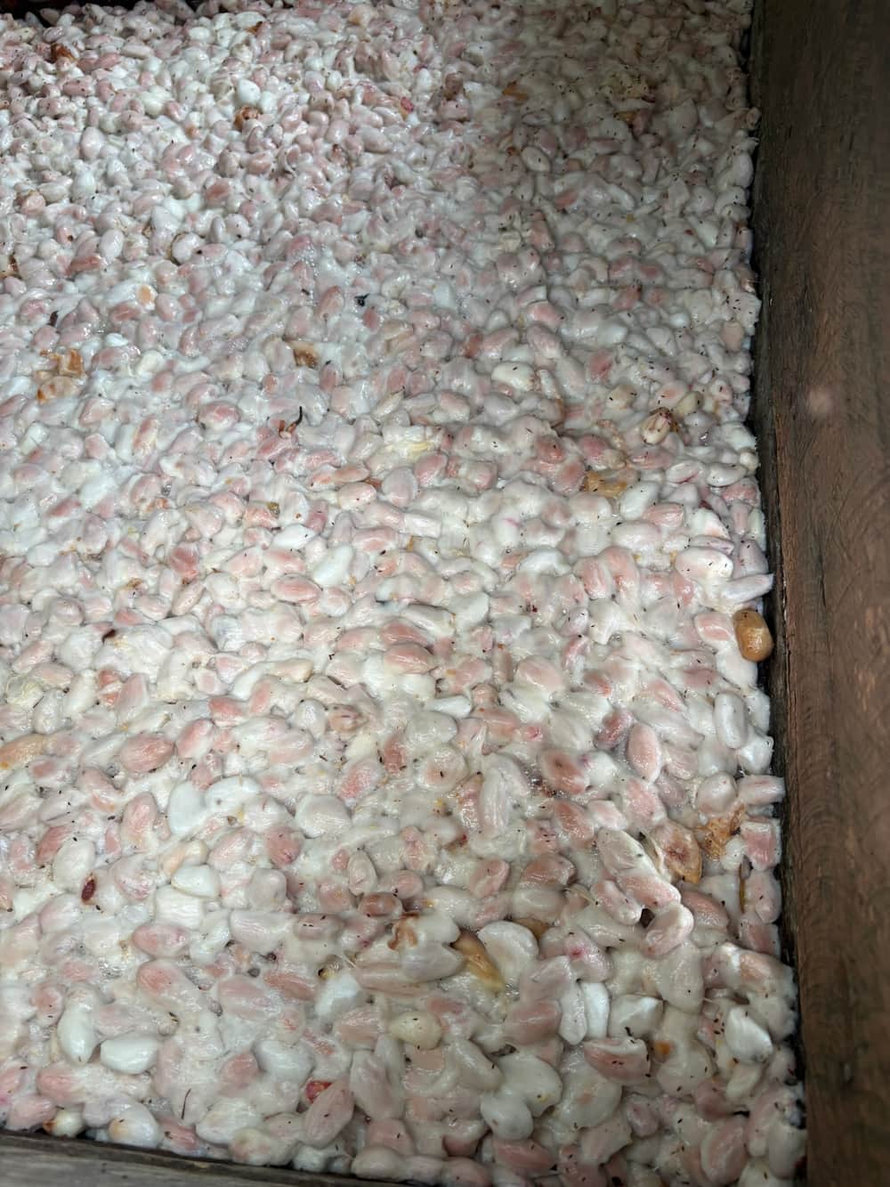 Vista de los cajones de fermentación de cacao de Fundo Maranatha — cacao fino de aroma en proceso, San José de Sisa