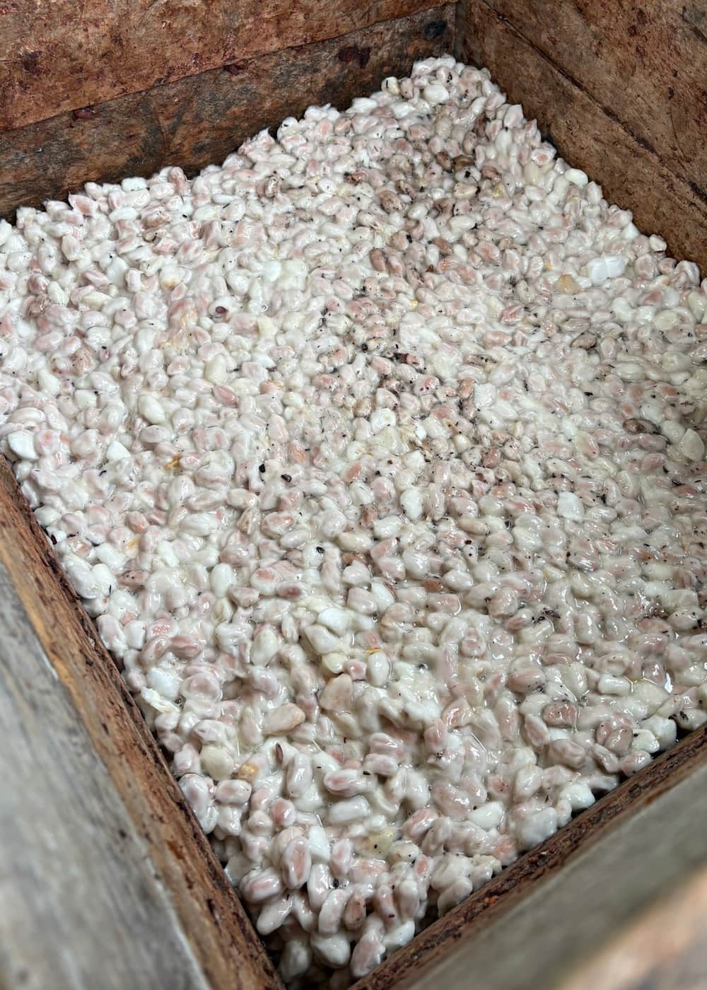 Cajones de madera con cacao en fermentación en el Fundo Maranatha — primer día del proceso artesanal en San Martín, Perú