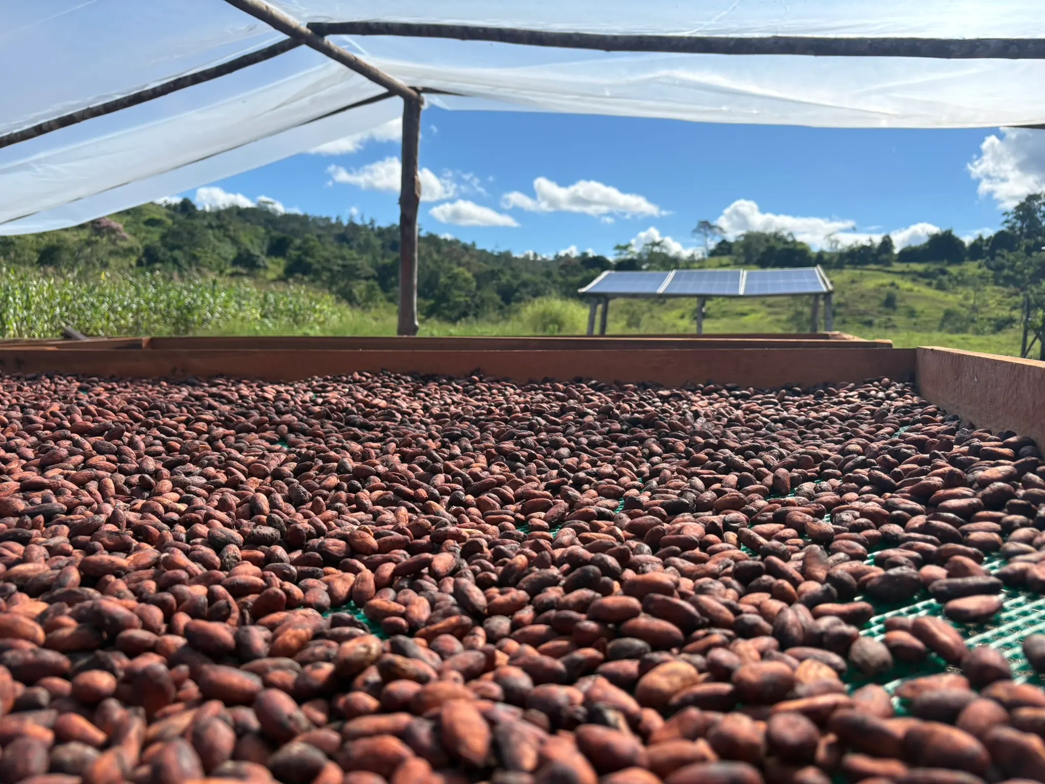 Cama de secado de cacao al sol con vista a los paneles solares