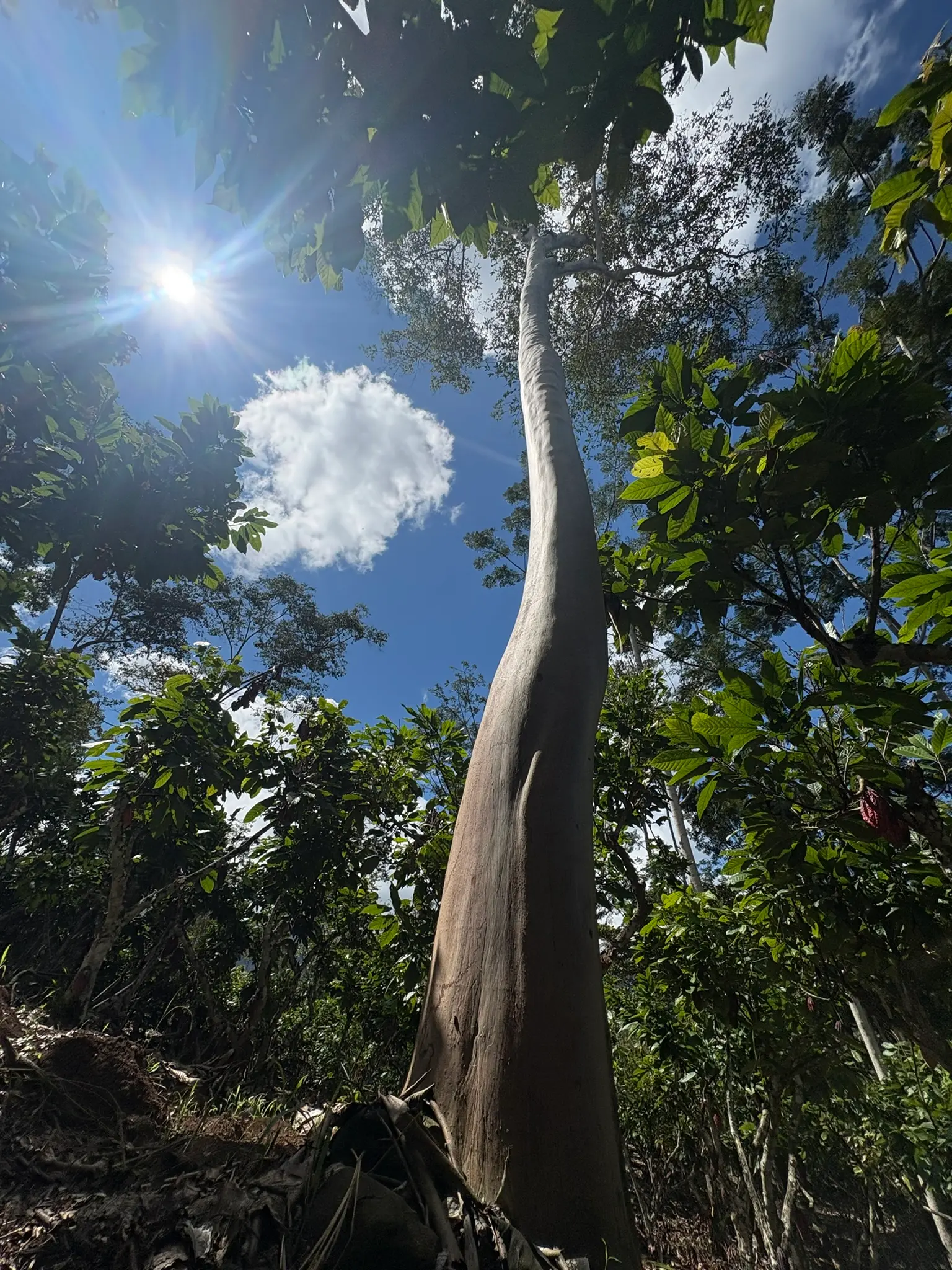 Árbol de capirona en el sistema agroforestal del Fundo Maranatha