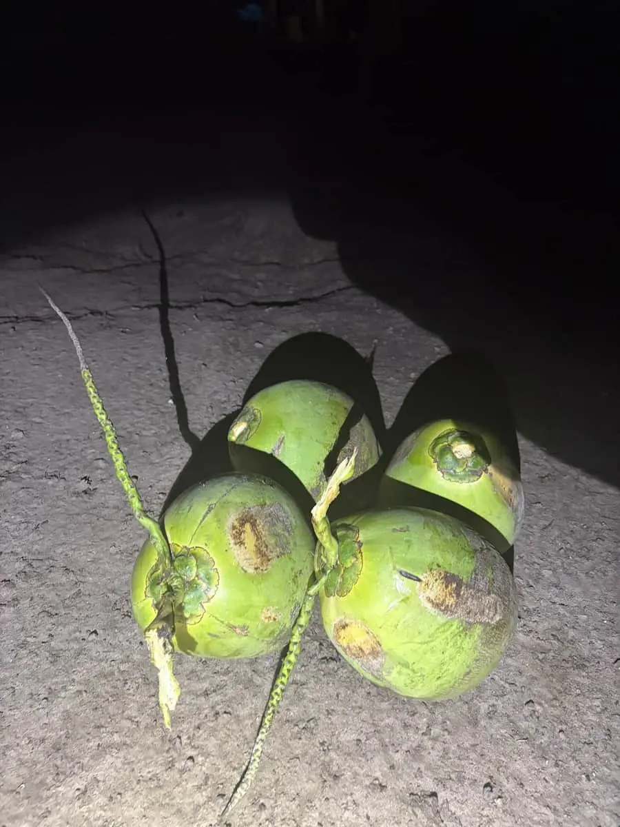 Harvested coconuts at Fundo Maranatha – sustainable polyculture