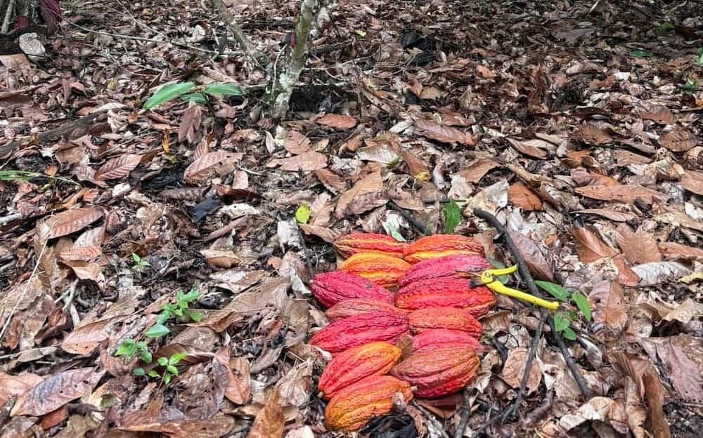 Harvest of thirteen ripe pods from a single cacao tree