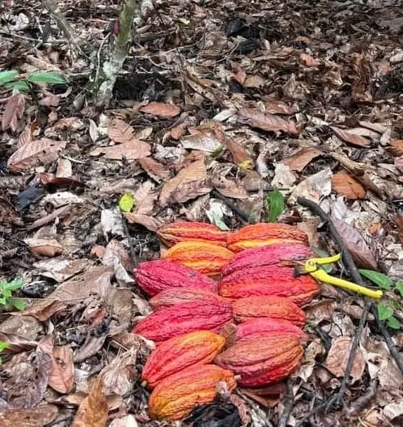 Harvest of thirteen ripe pods from a single cacao tree