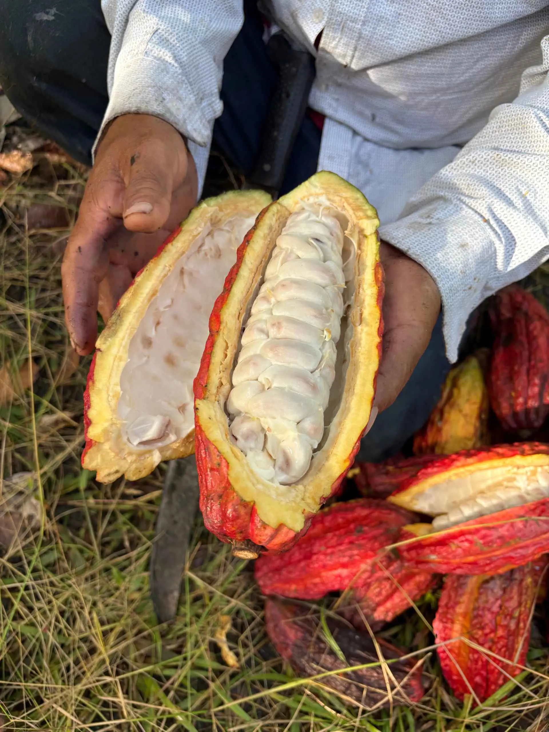 Cacao traceability – harvest day at Fundo Maranatha, San Martín