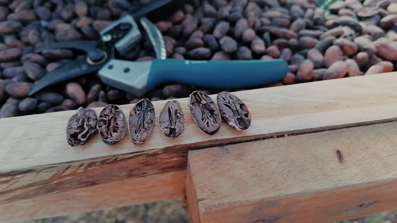 Prueba de corte: grano de cacao bien fermentado color marrón