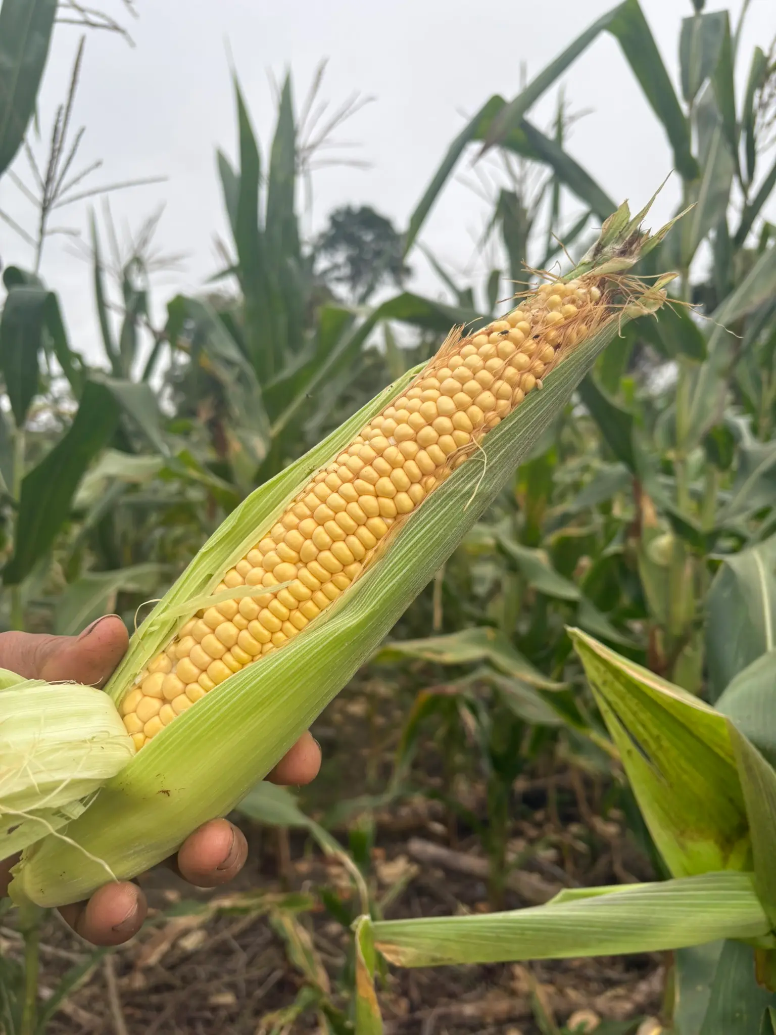 Harvested corn at Fundo Maranatha farm