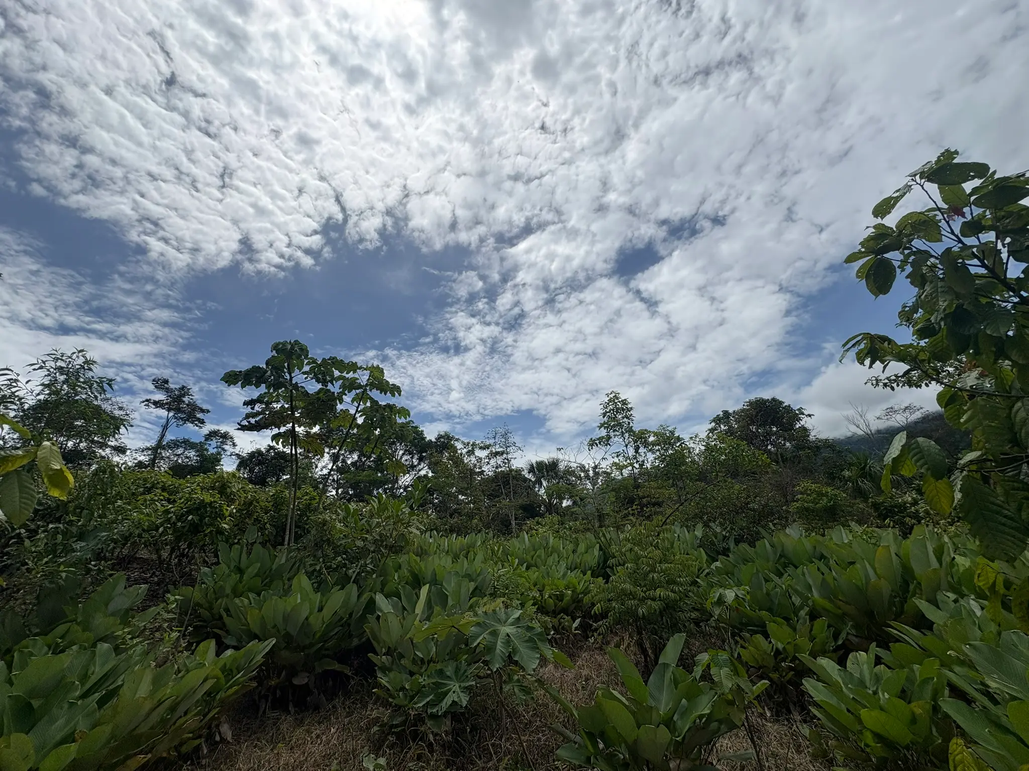View of bijao leaves at Fundo Maranatha