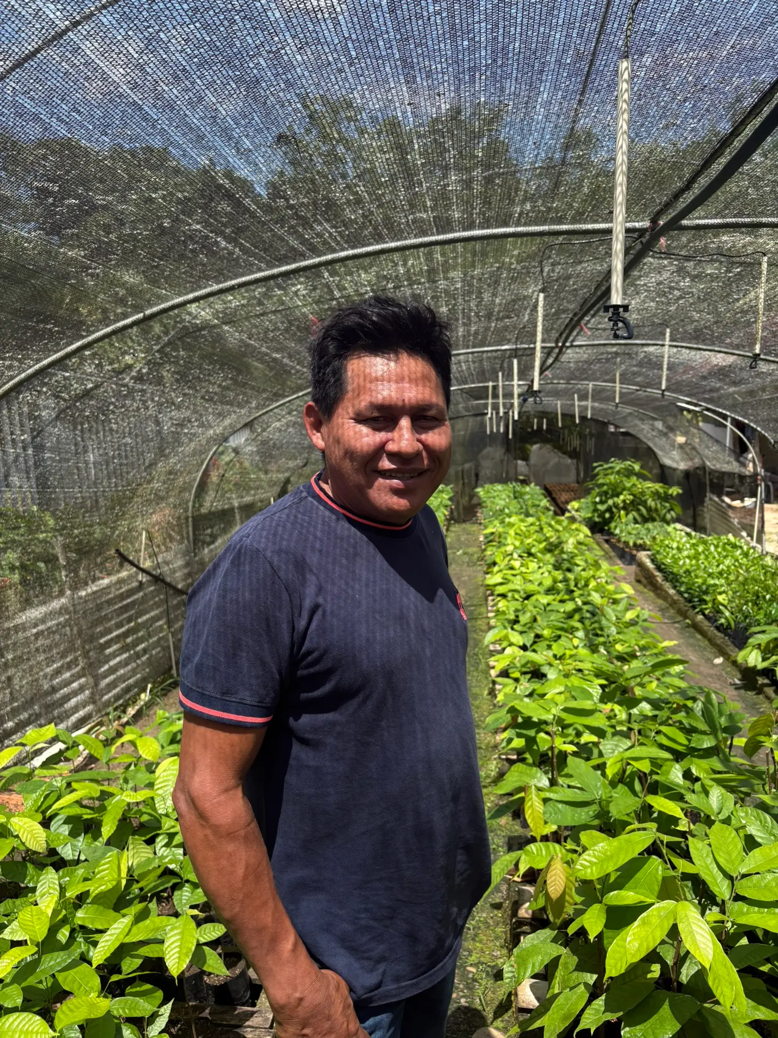 Inspeccionando nuevos injertos de cacao fino de aroma