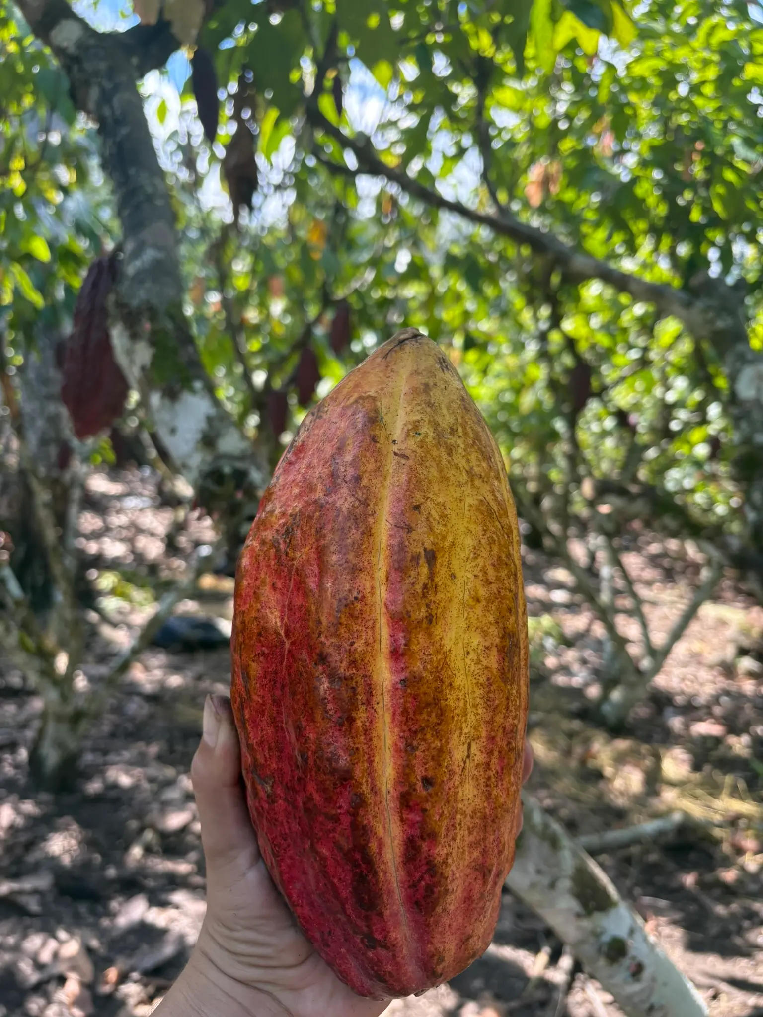 Mazorca de cacao amelonada de fino aroma en el Fundo Maranatha