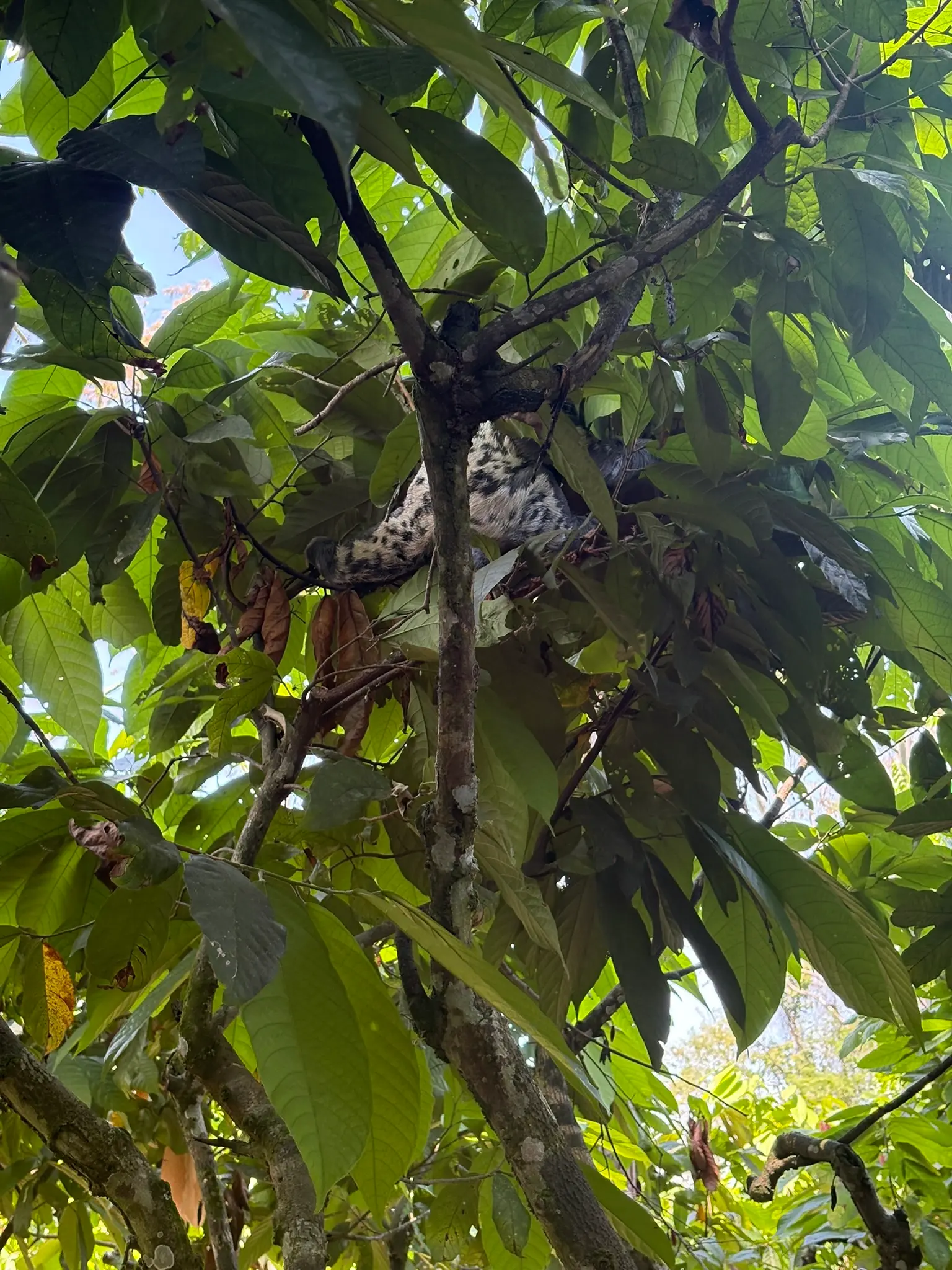 Oso perezoso visitando las plantaciones de cacao