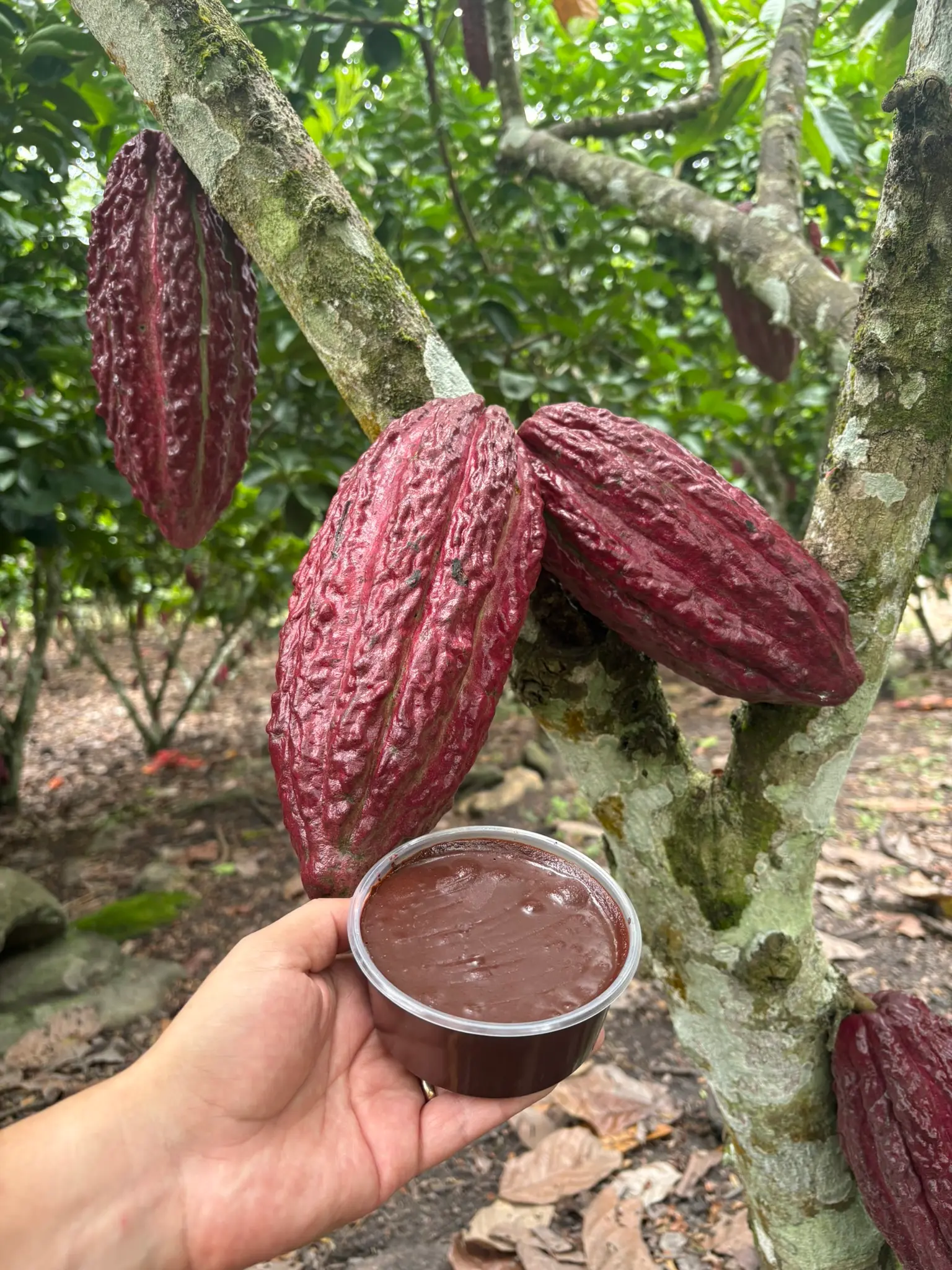 100% pure cacao paste with cacao tree background – Fundo Maranatha
