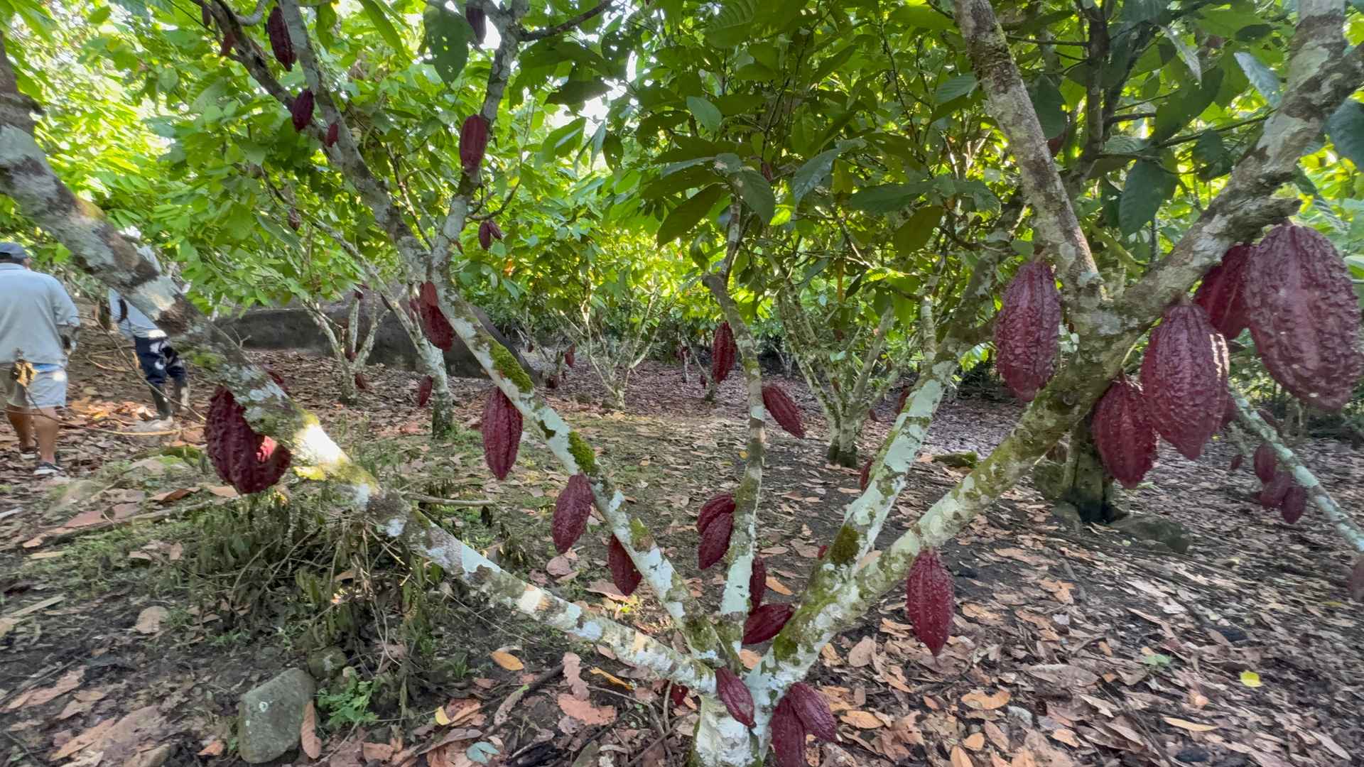 Árbol de cacao cargado con mazorcas en el Fundo Maranatha — origen de todos nuestros productos de San Martín