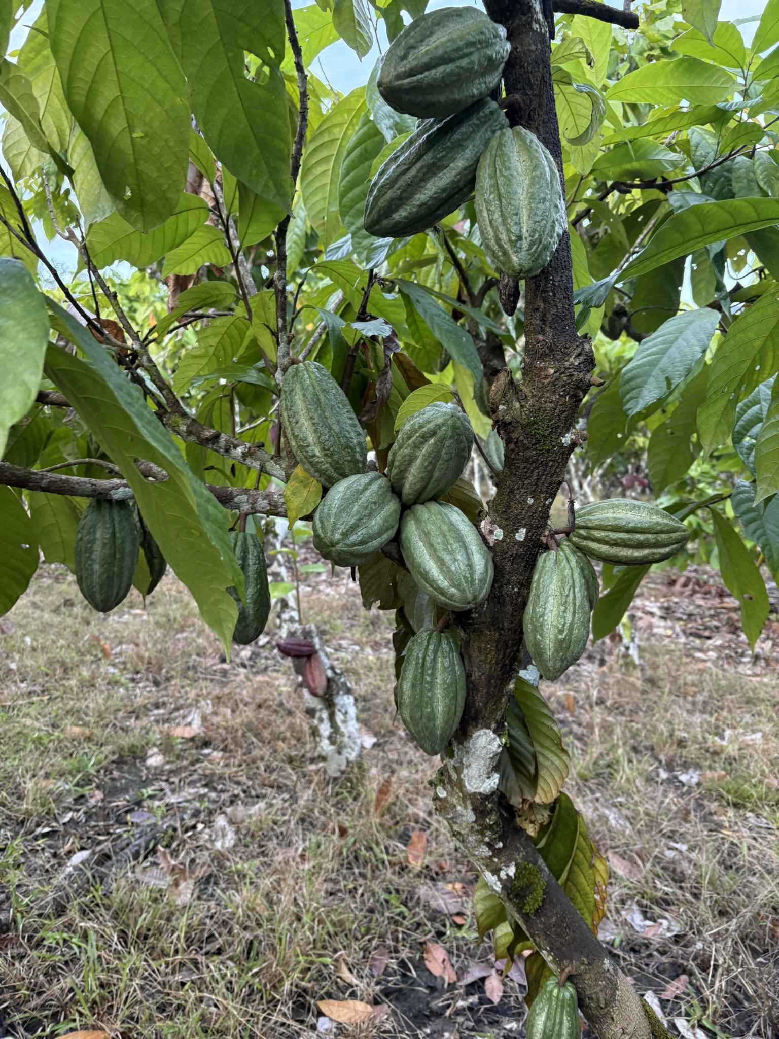 Cacao híbrido San Martín