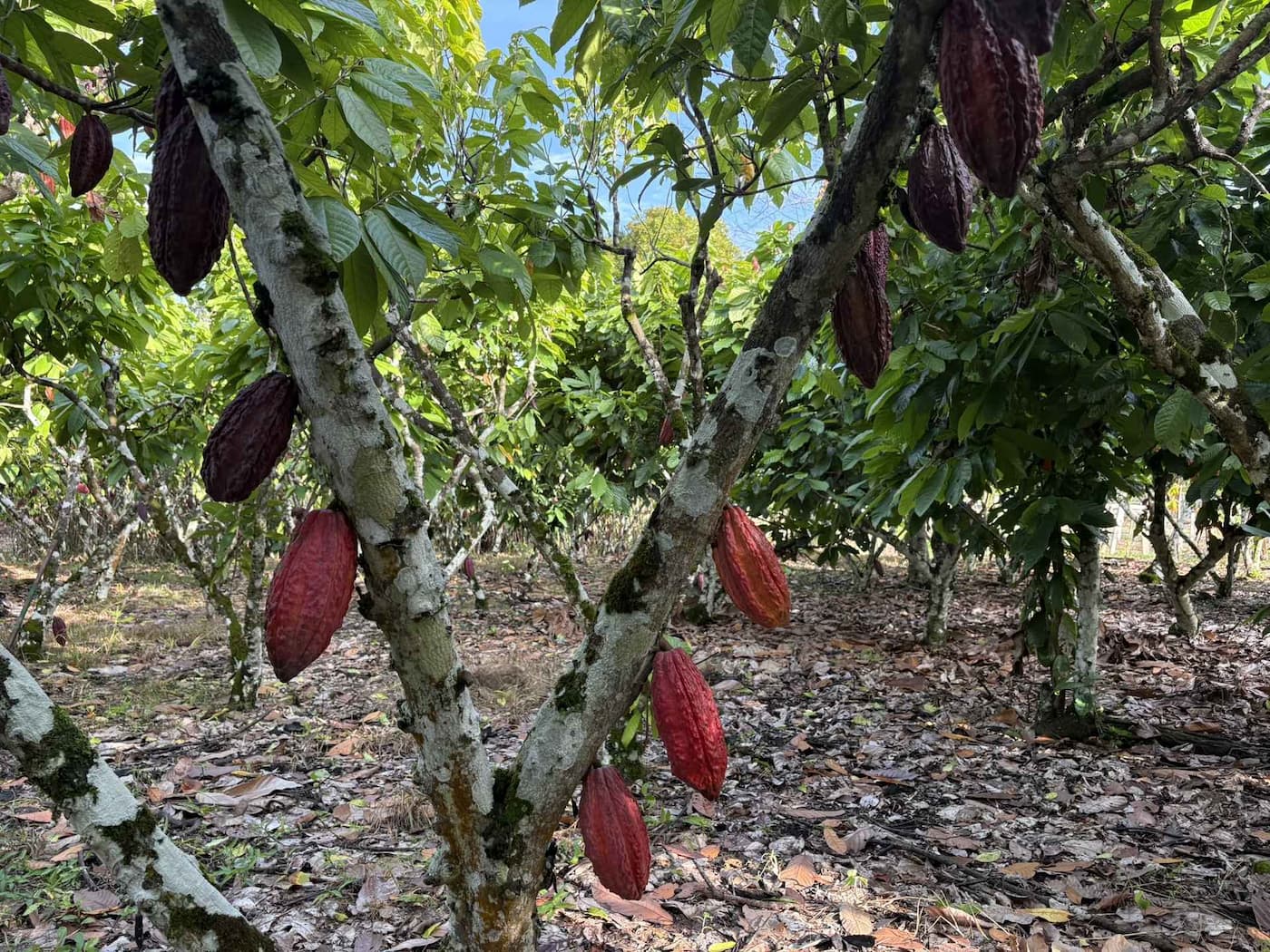 Planta de cacao con mazorcas