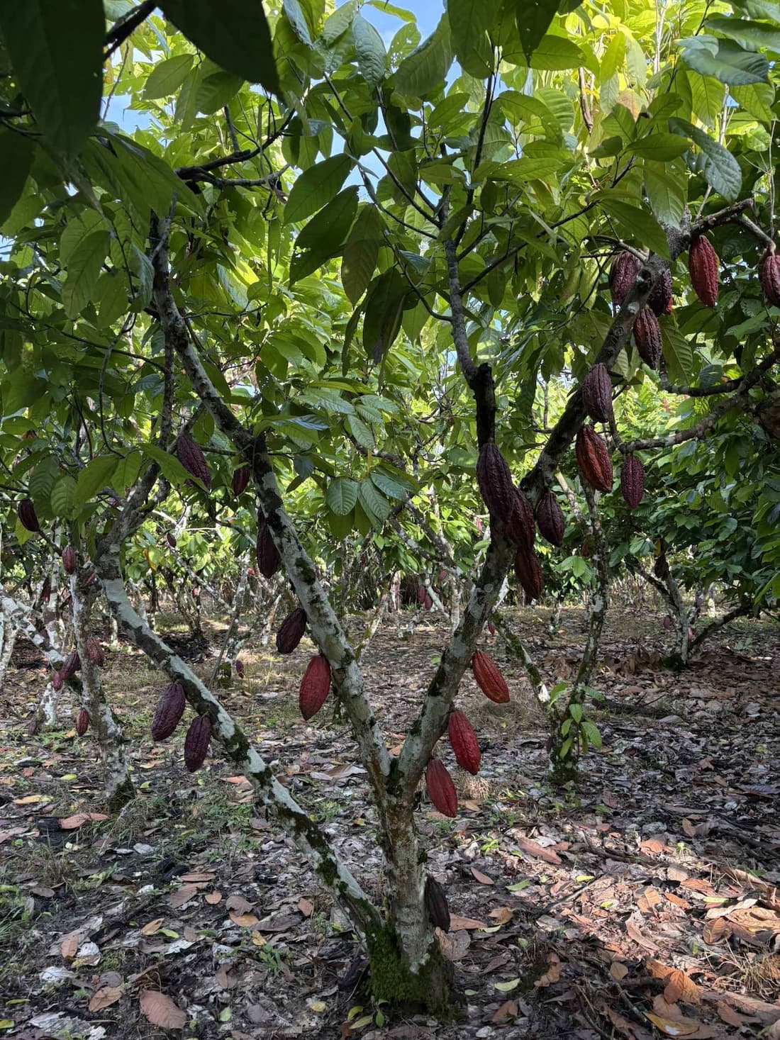 Planta de cacao con mazorcas maduras