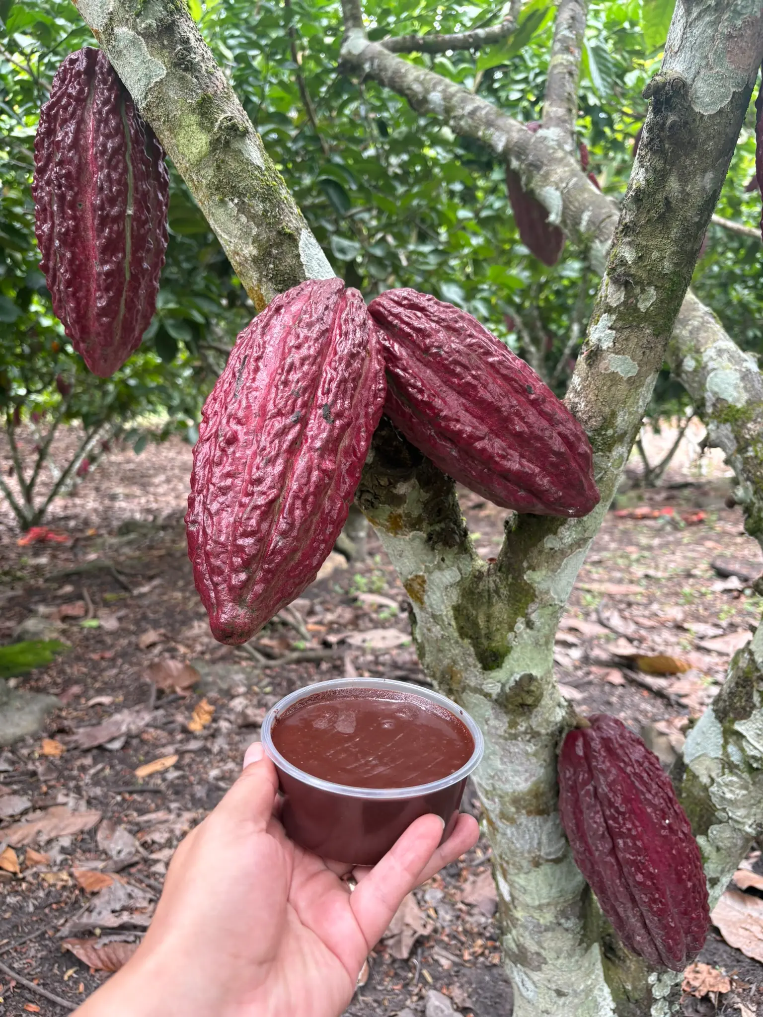Mazorca de cacao y pasta