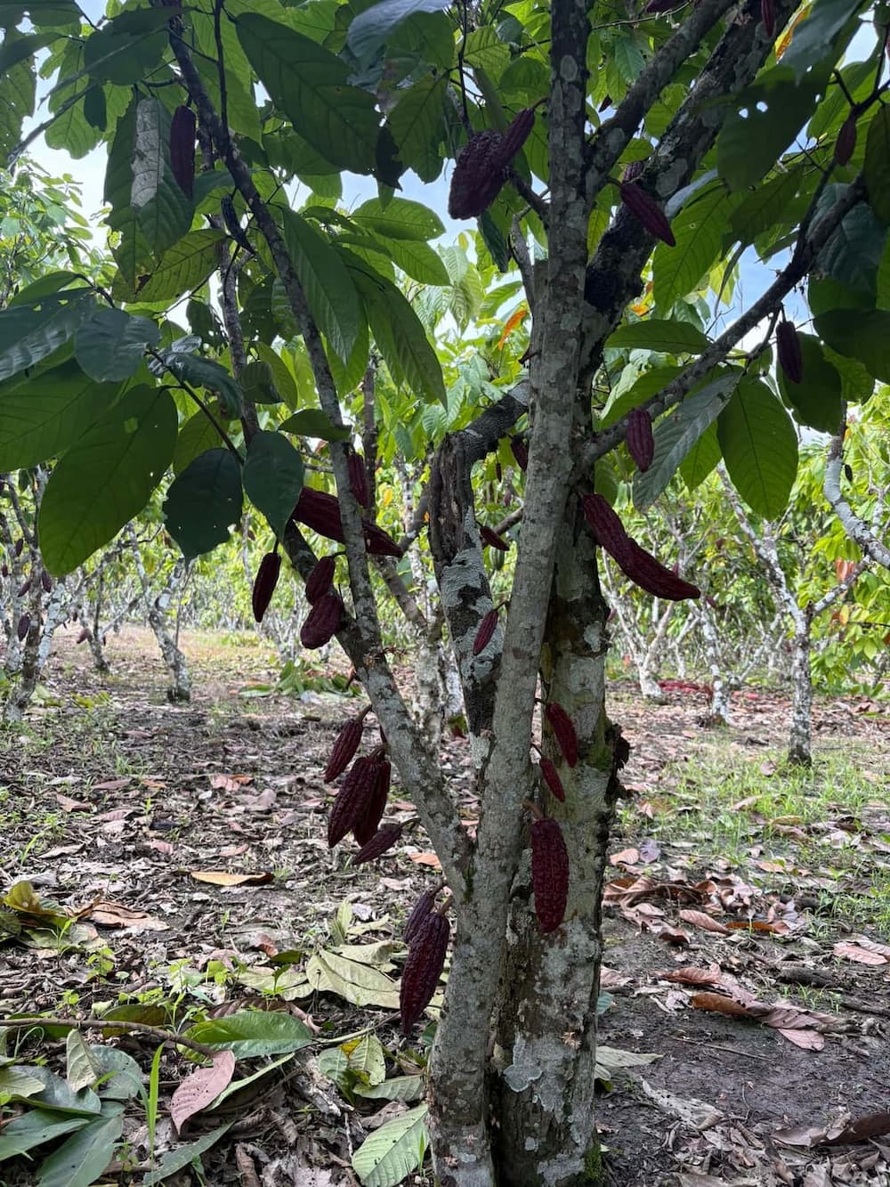 Cacao plant loaded with small pods at the farm