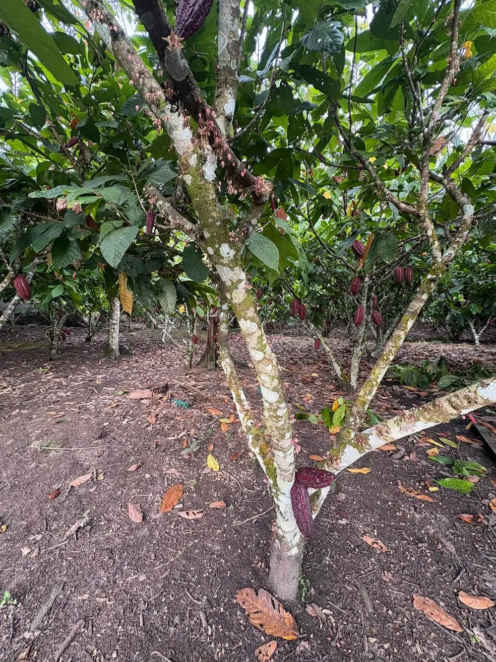 Cacao plant in full bloom at Fundo Maranatha