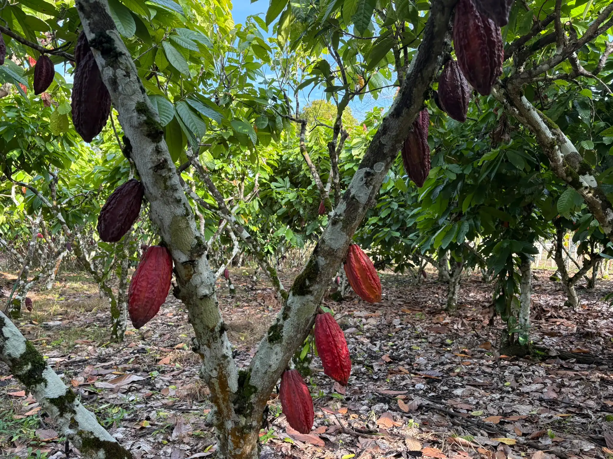 Cacao plant with several pods in San Martín – Fundo Maranatha