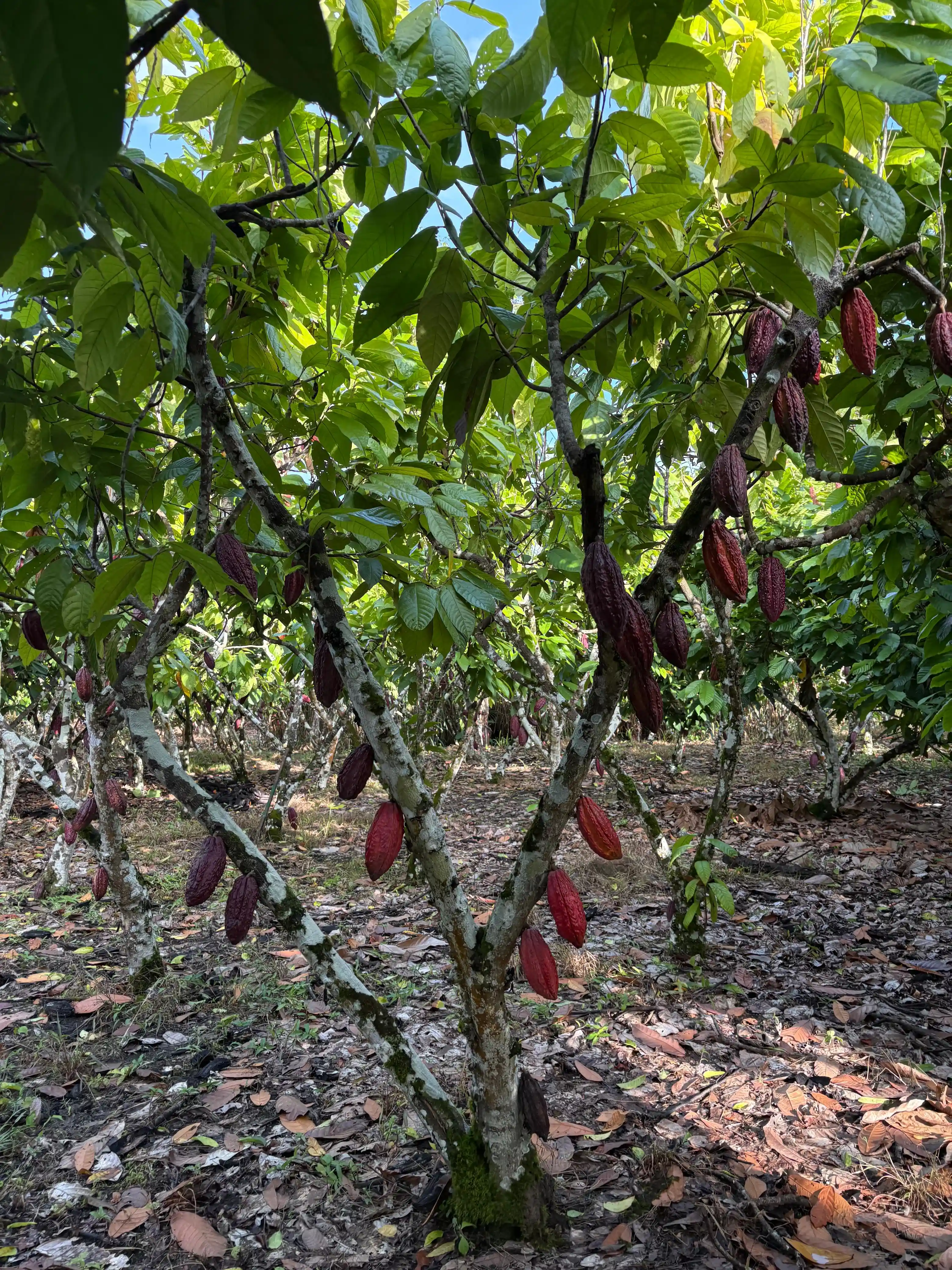 Cacao plant with abundant pods at Fundo Maranatha