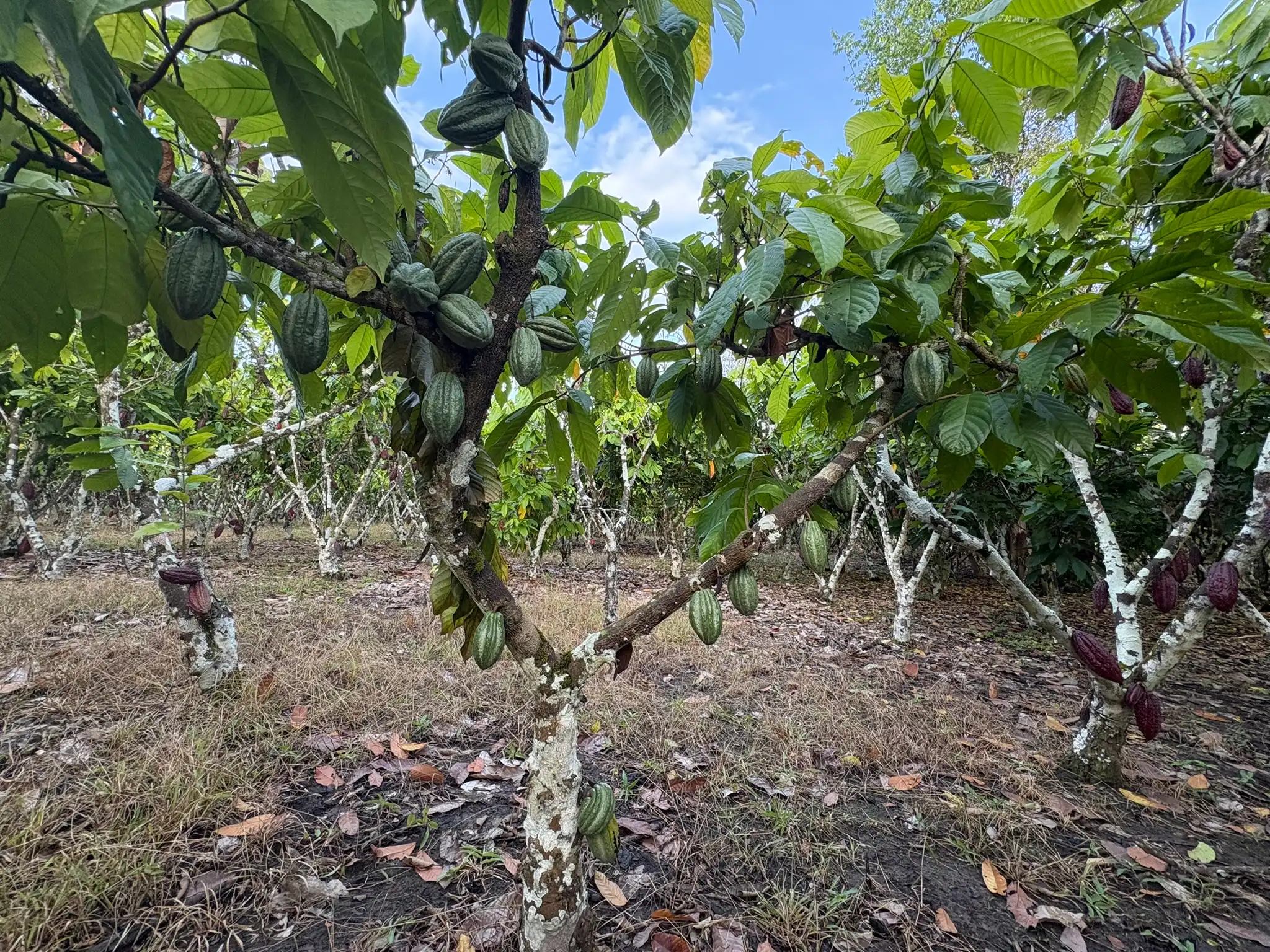 Loaded hybrid cacao plant at Fundo Maranatha
