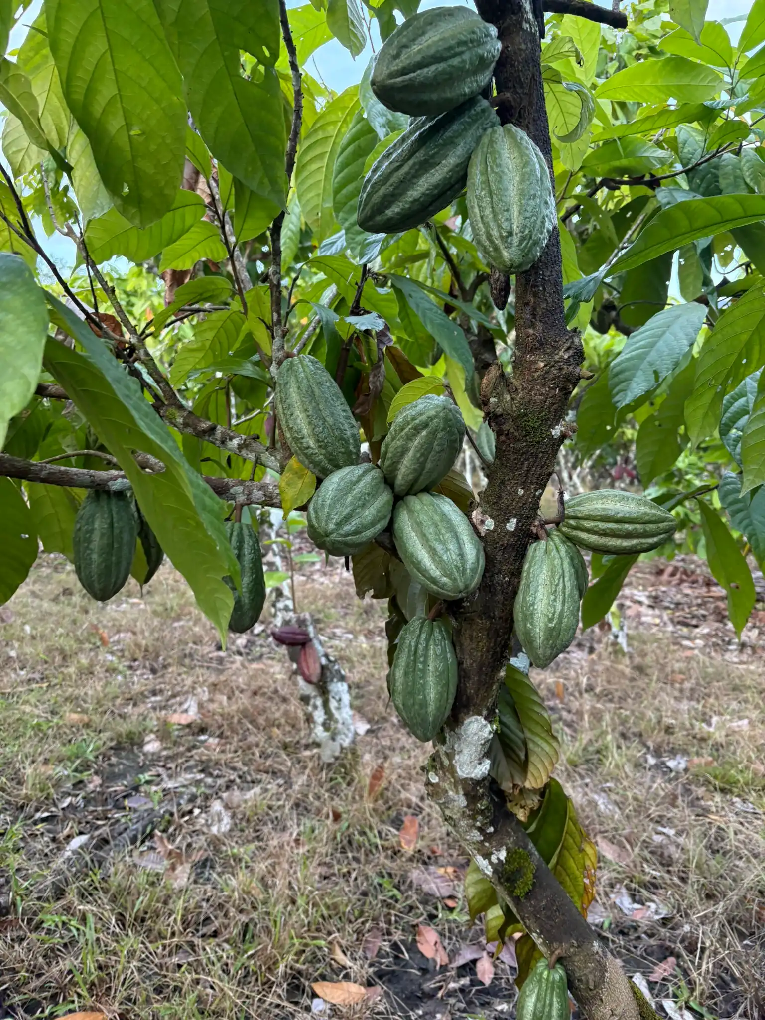 Hybrid cacao plant with several pods – Fundo Maranatha, San Martín