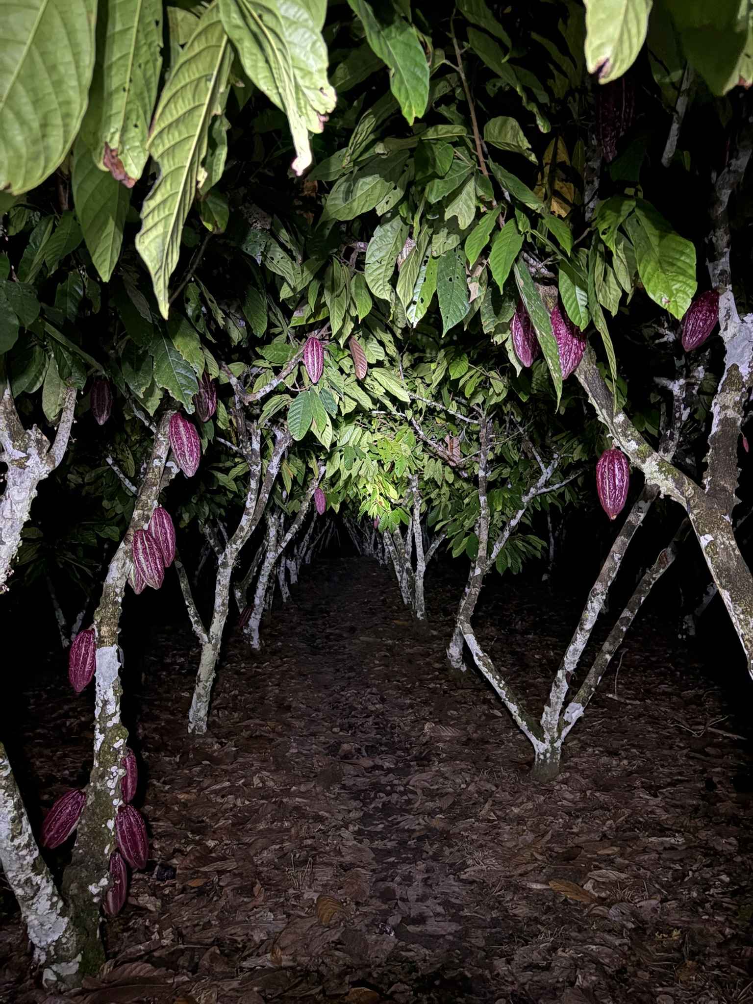 Cacao plantation at sunset