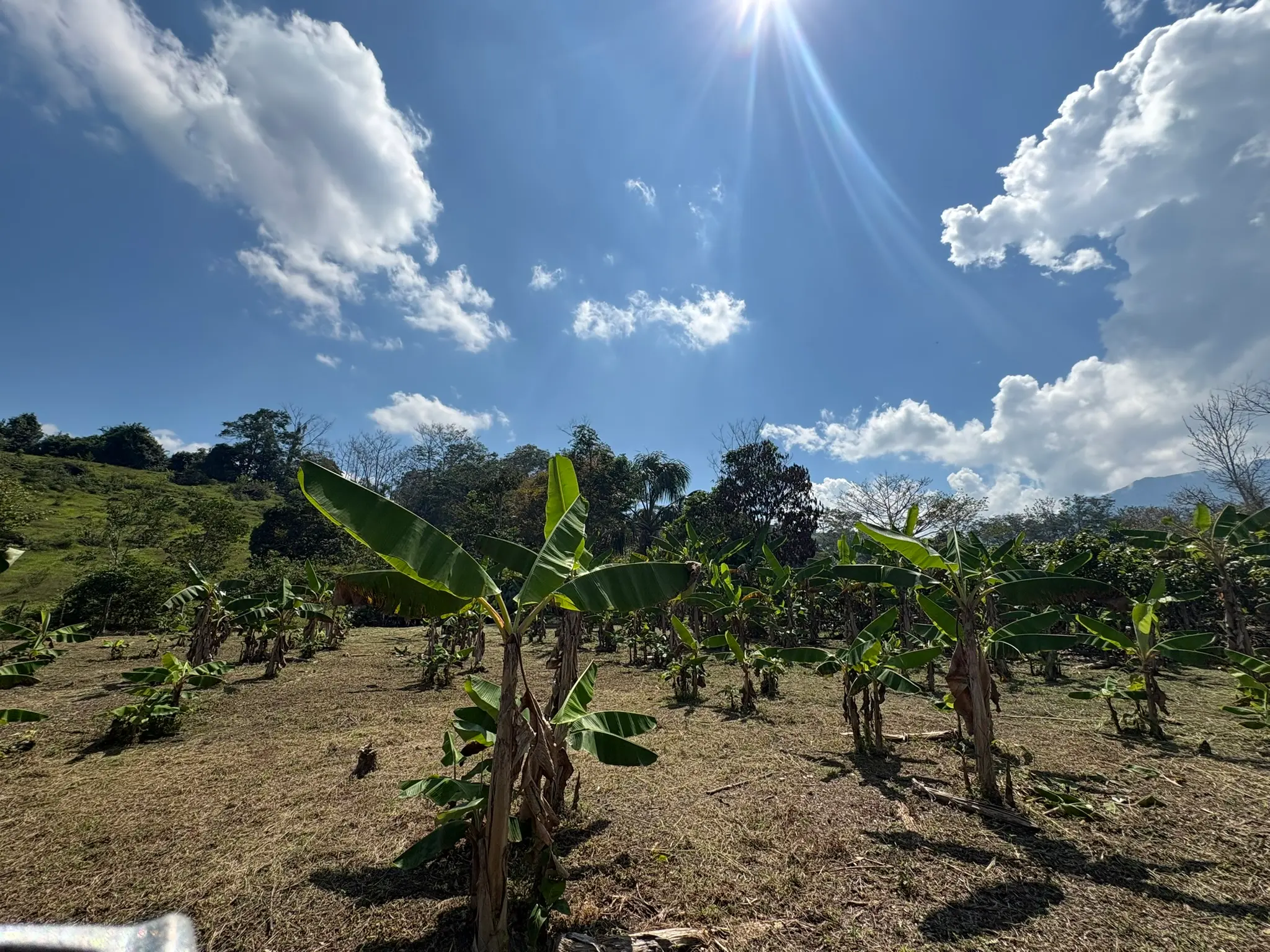 Plantación de plátanos como parte del policultivo del fundo