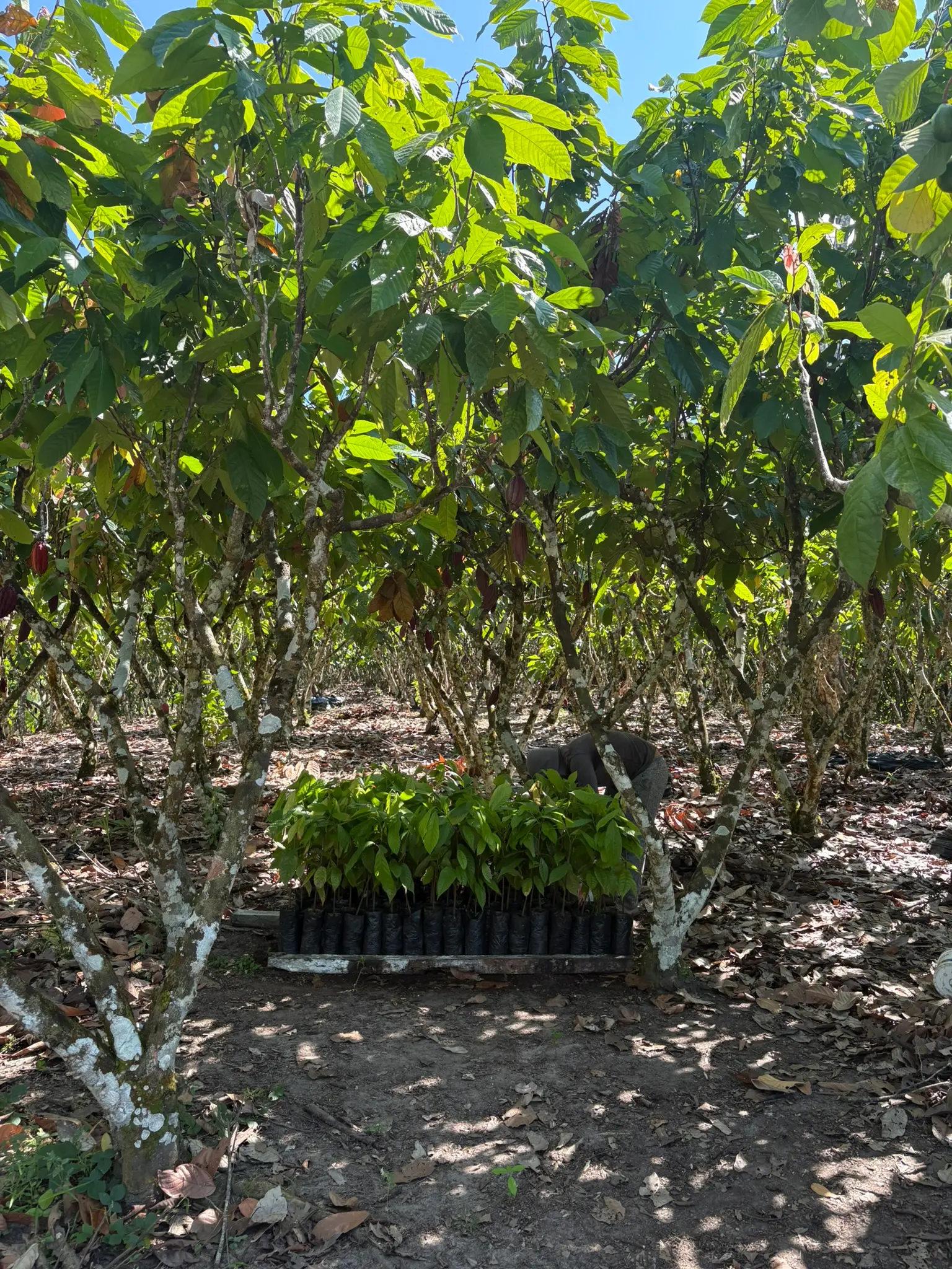 Plantones de cacao listos para ser sembrados
