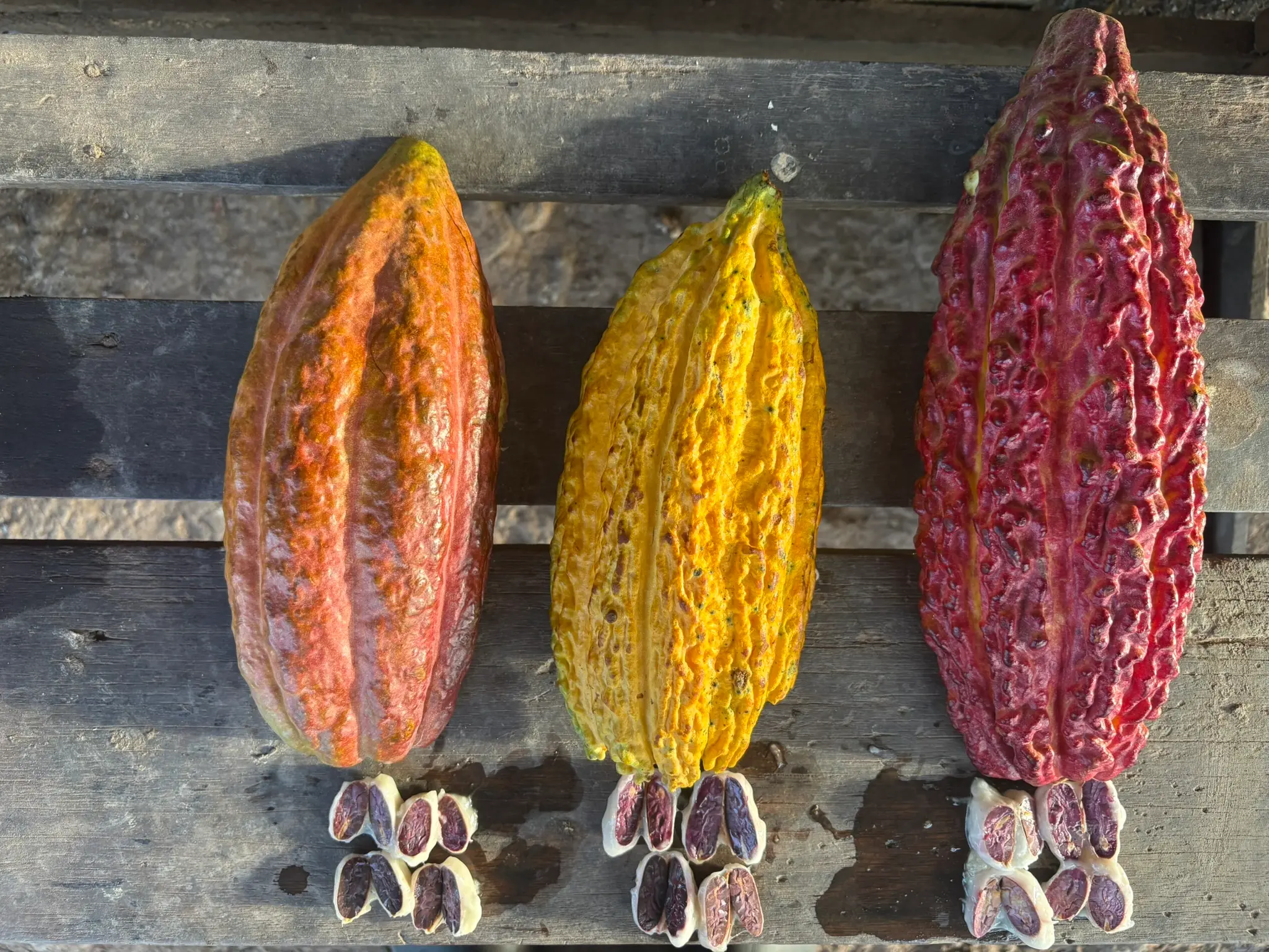 All cacao varieties at Fundo Maranatha