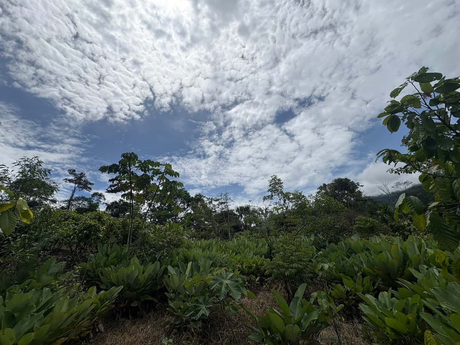 View of bijao leaves at Fundo Maranatha